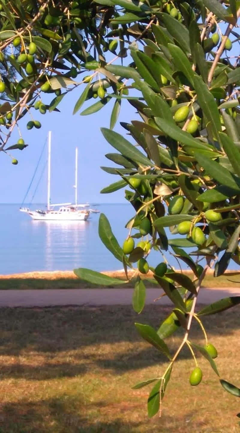 Olive Tree, green olive branches, white sailboat, HD Phone Wallpaper