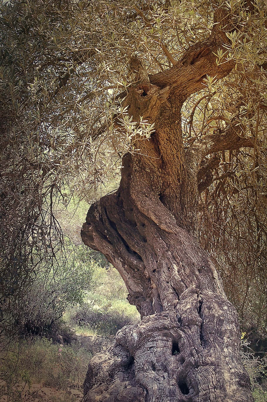Olive Tree, Mediterranean grove, sunlit, HD Phone Wallpaper