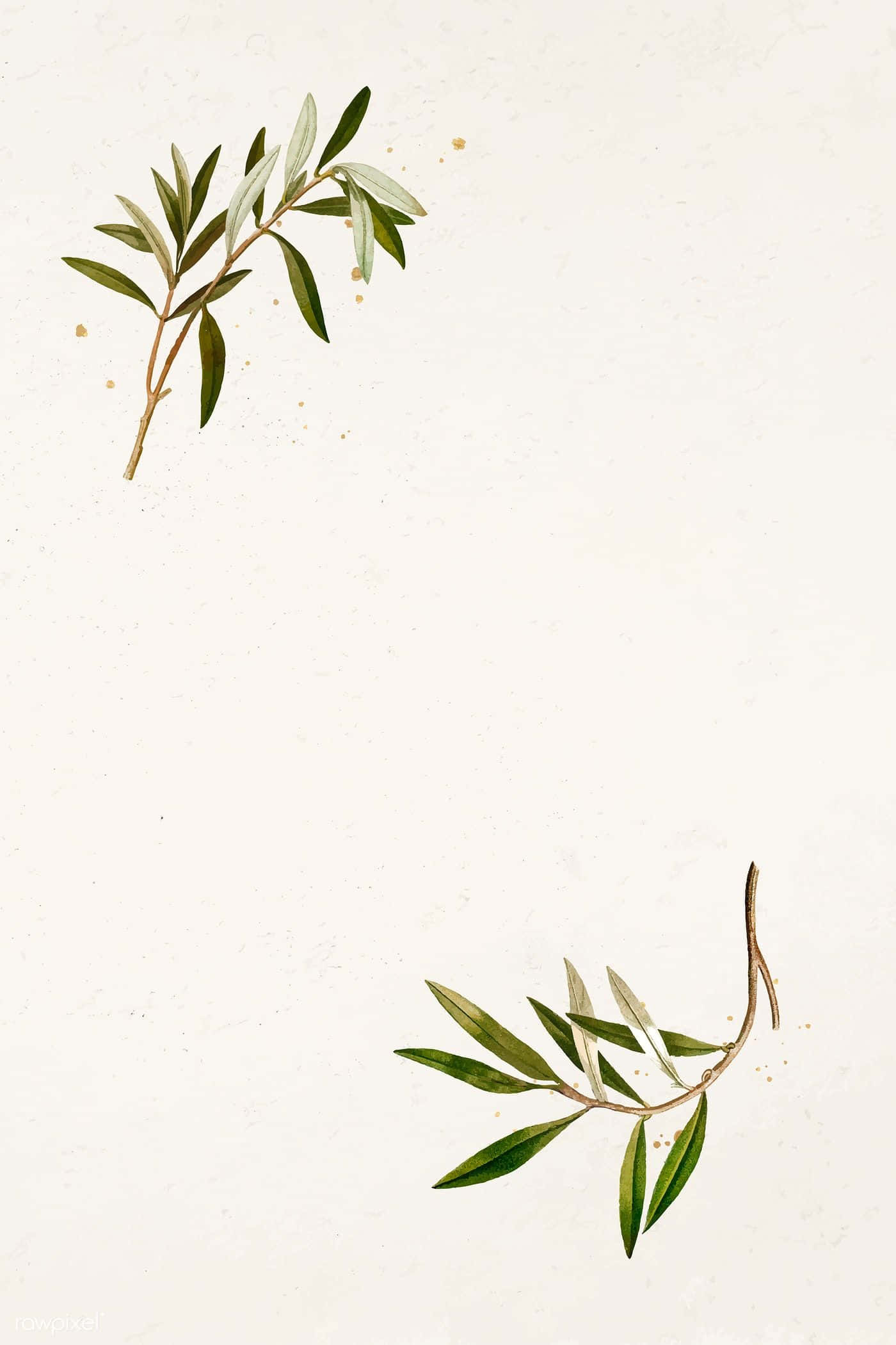 Olive Tree, olive branches, slender leaves, Full HD Phone Wallpaper