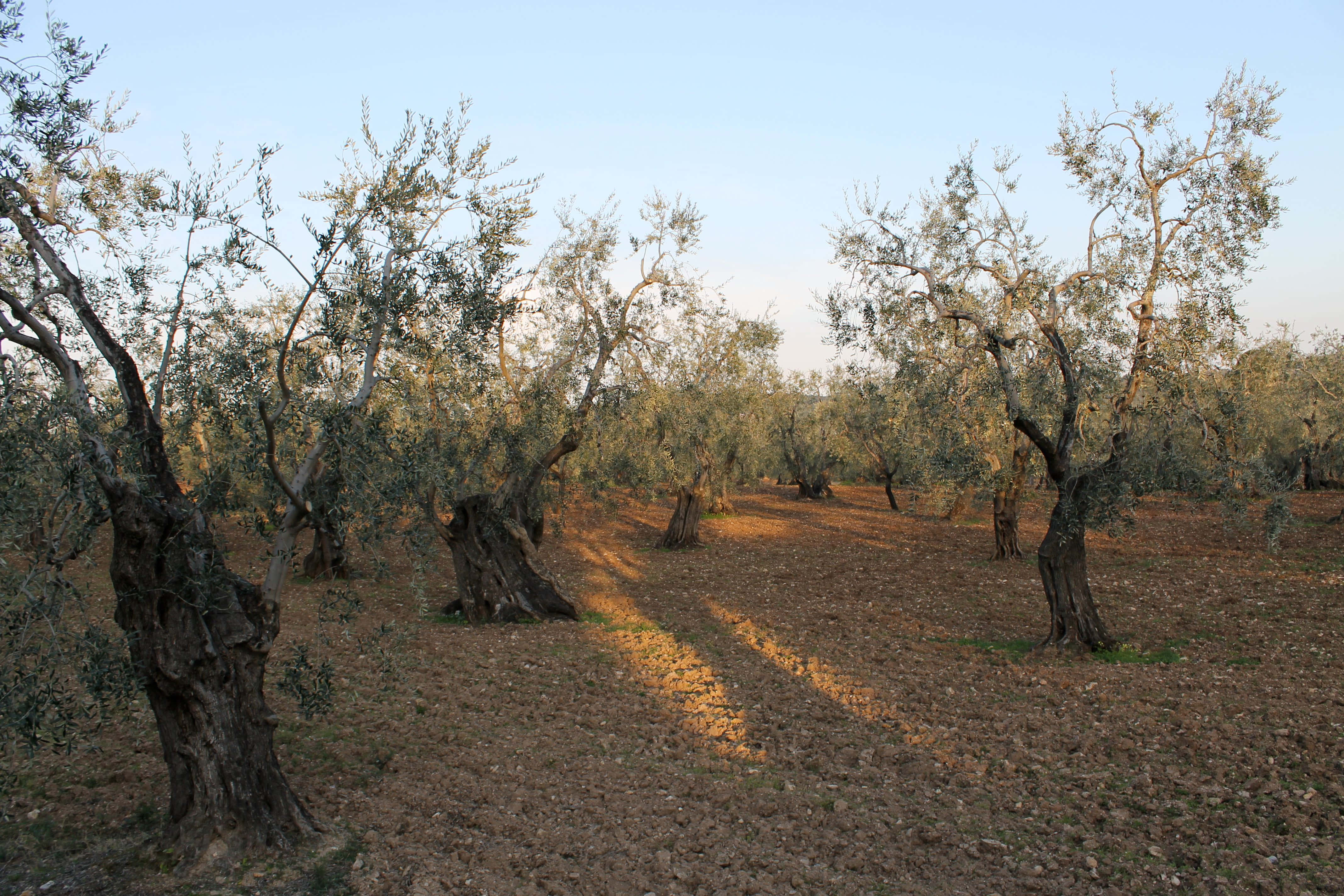 ancient olive tree, gnarled olive trees, golden hour, 4K Desktop Wallpaper