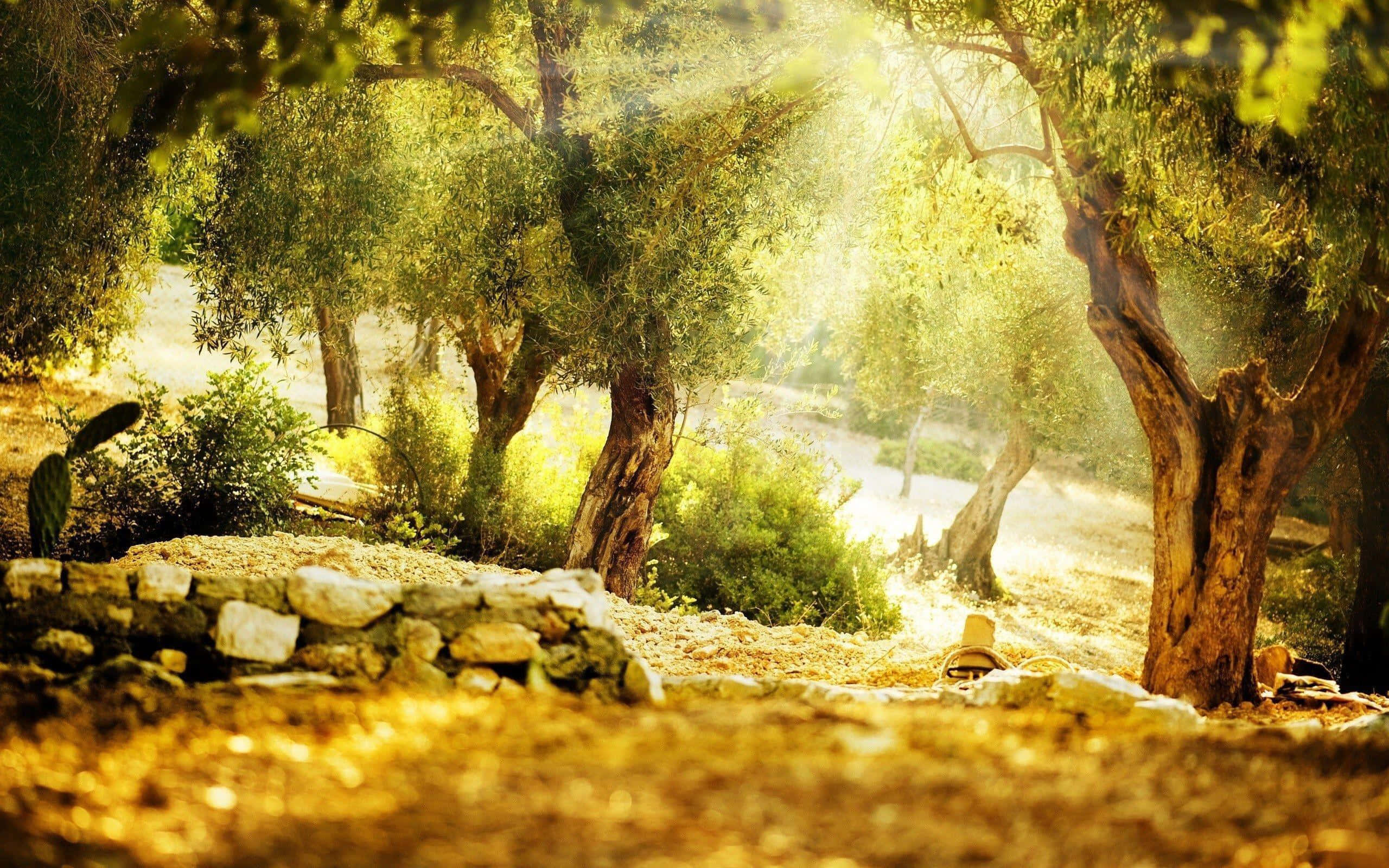 olive tree, golden sunlight, rustic stone path, 2K Desktop Wallpaper