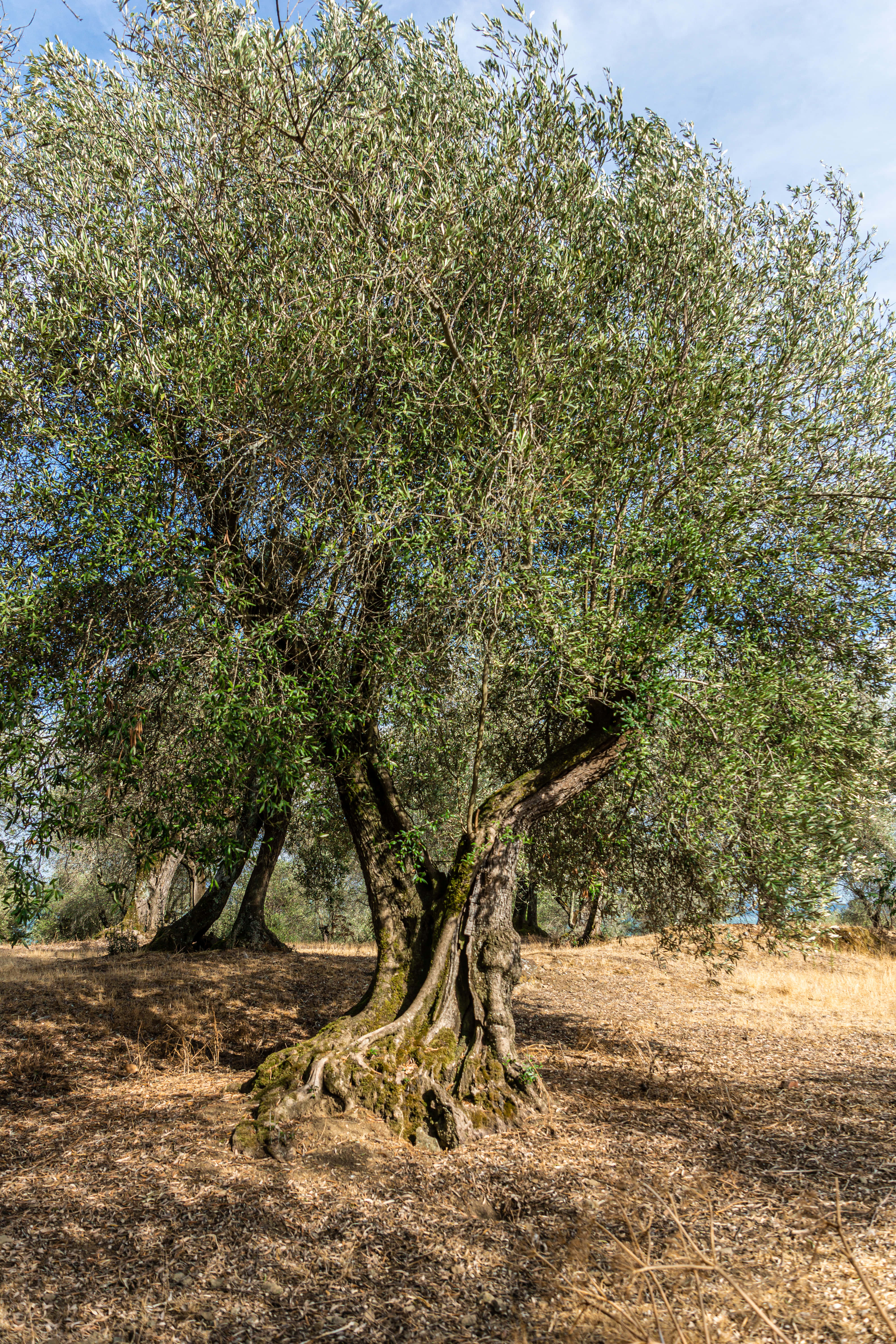 olive tree, gnarled ancient olive tree, mossy roots, 5K Phone Wallpaper