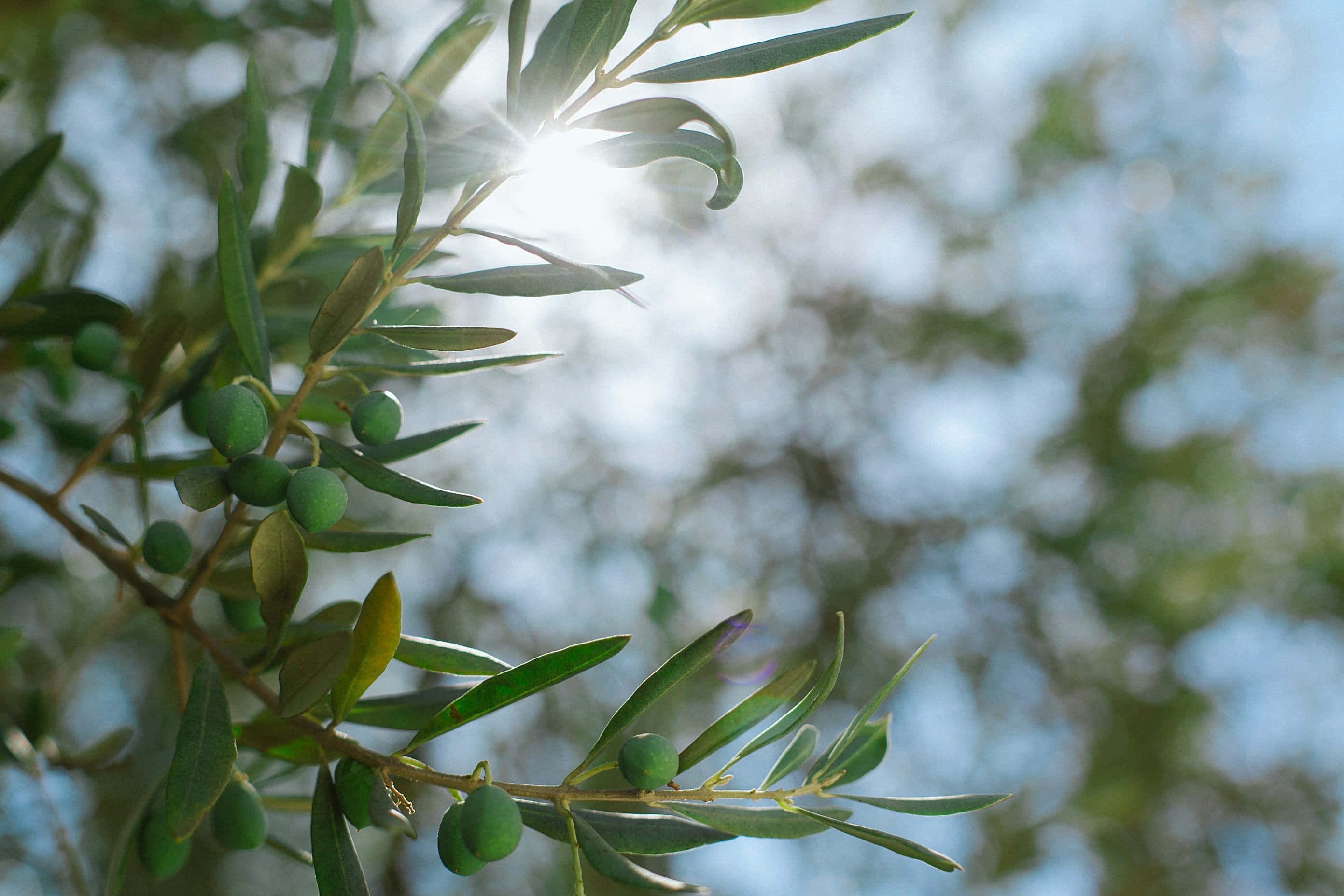 olive tree, Greek sky, bright blue sky, 2K Desktop Wallpaper