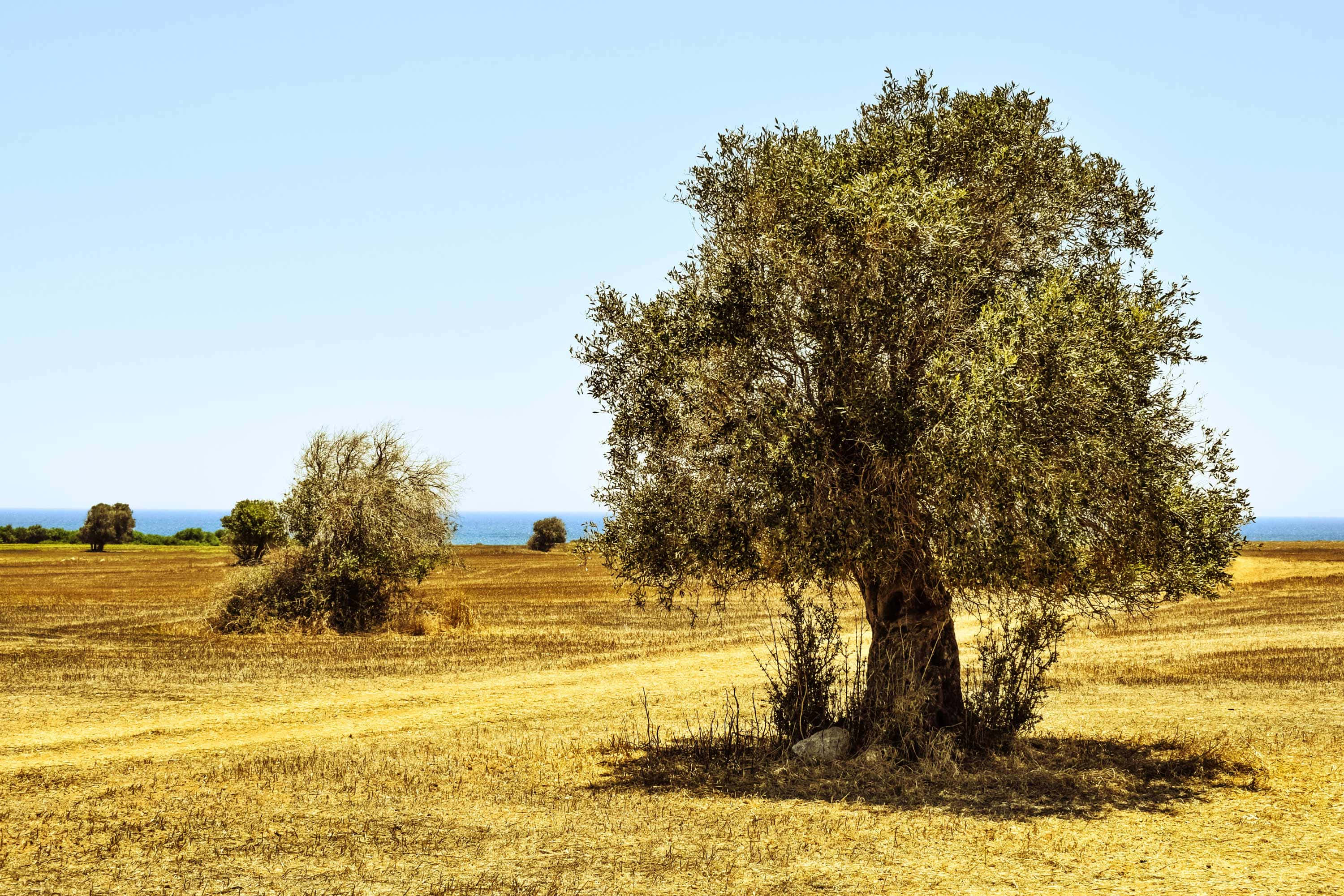 olive tree, golden dry field, clear blue sky, 2K Desktop Wallpaper