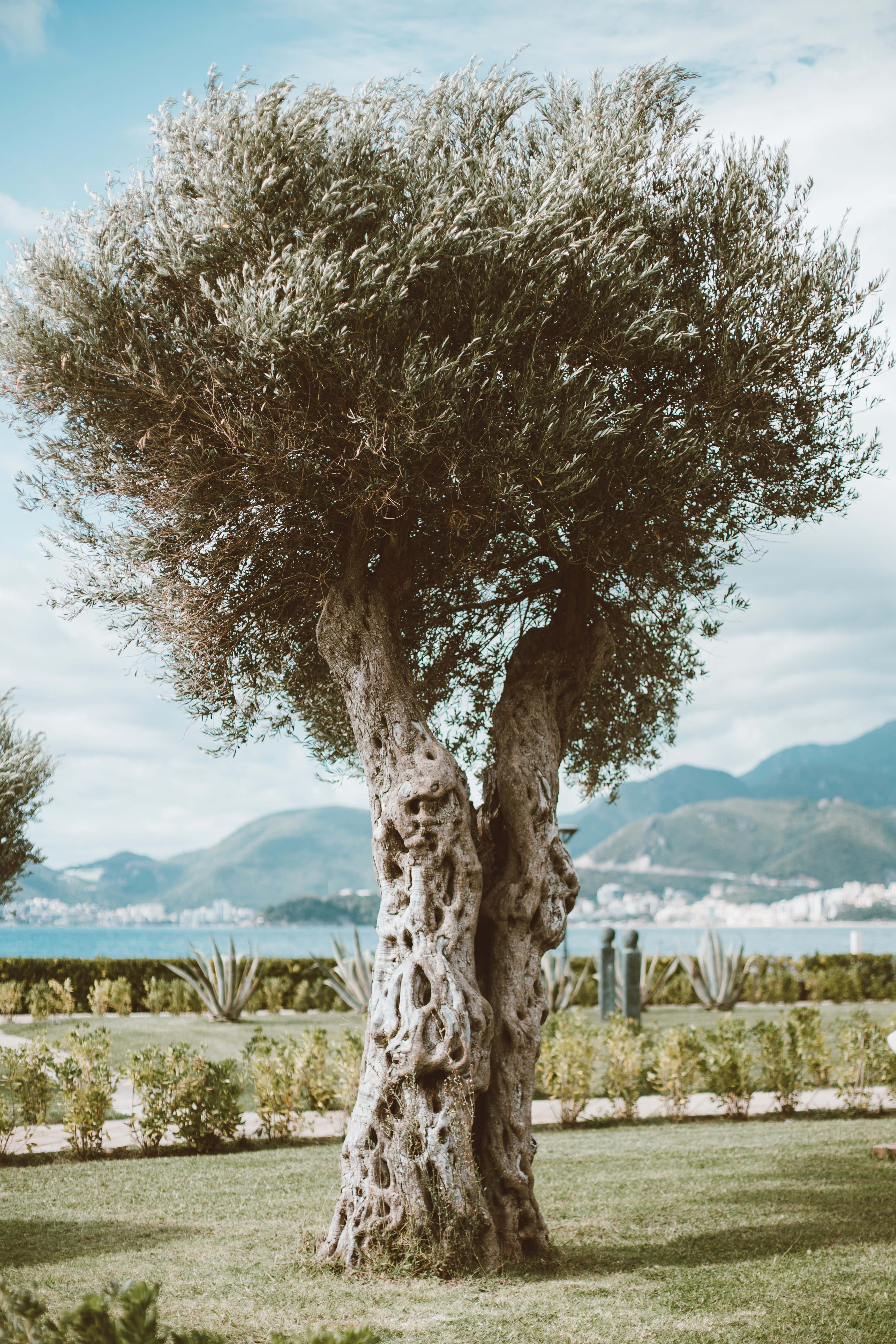 olive tree, manicured garden, coastal city, 5K Phone Wallpaper