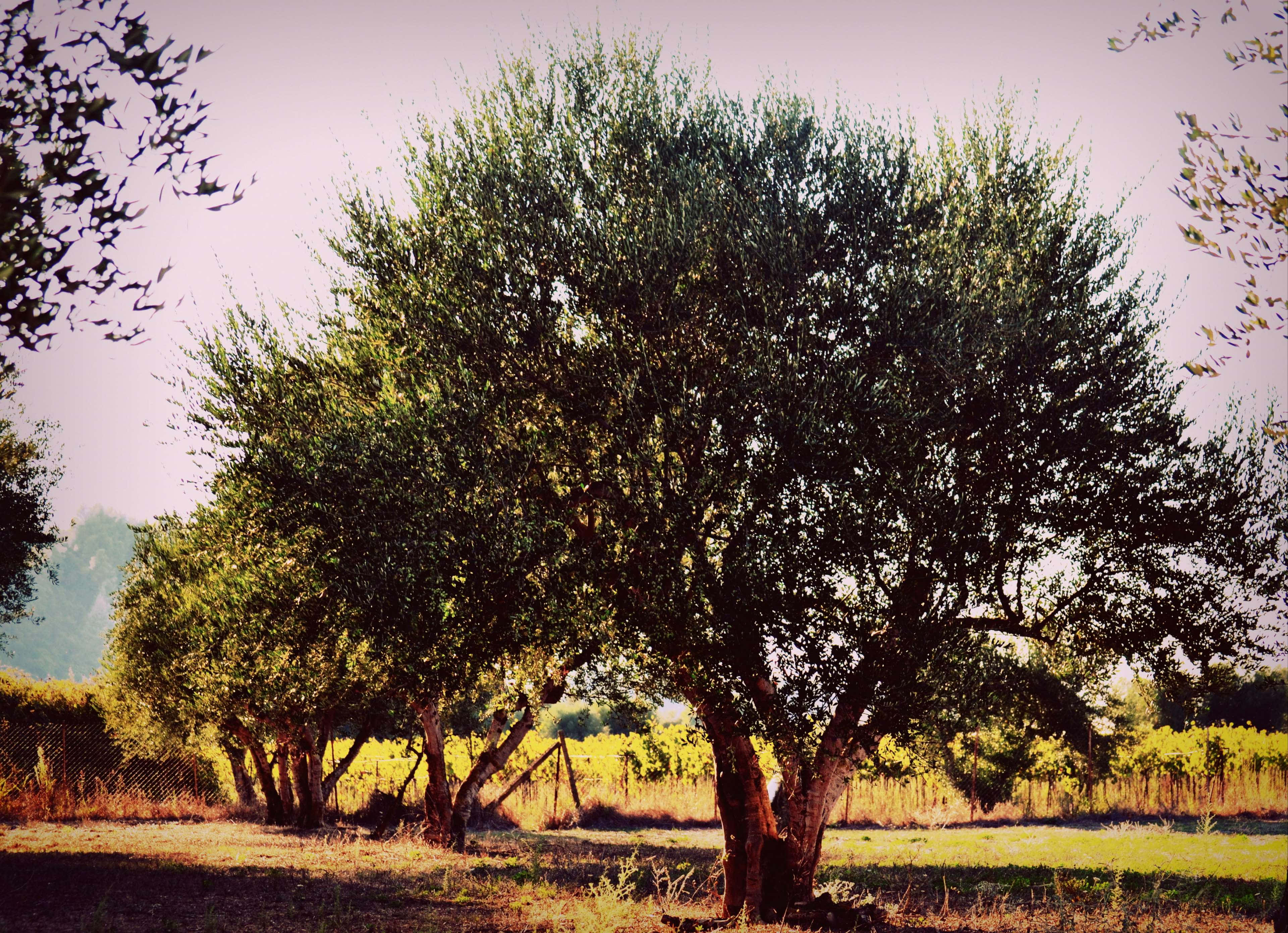 Olive Tree, skylit sunset, sunlit field, 4K Desktop Wallpaper