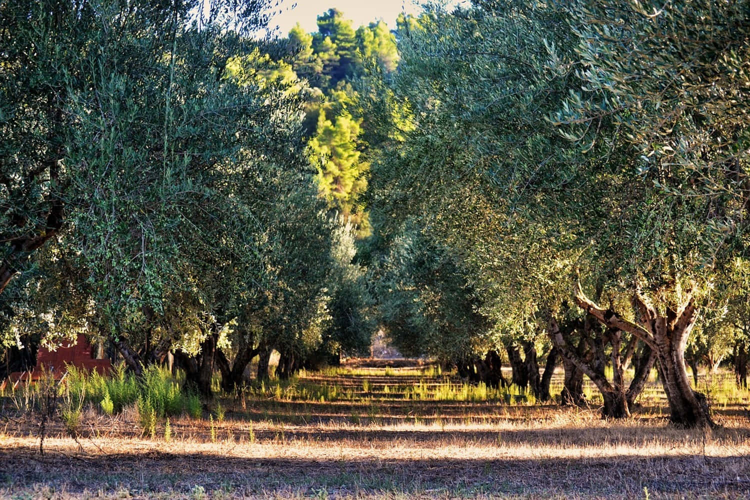 Olive Tree, sunlit olive trees, dappled shadows, HD Desktop Wallpaper