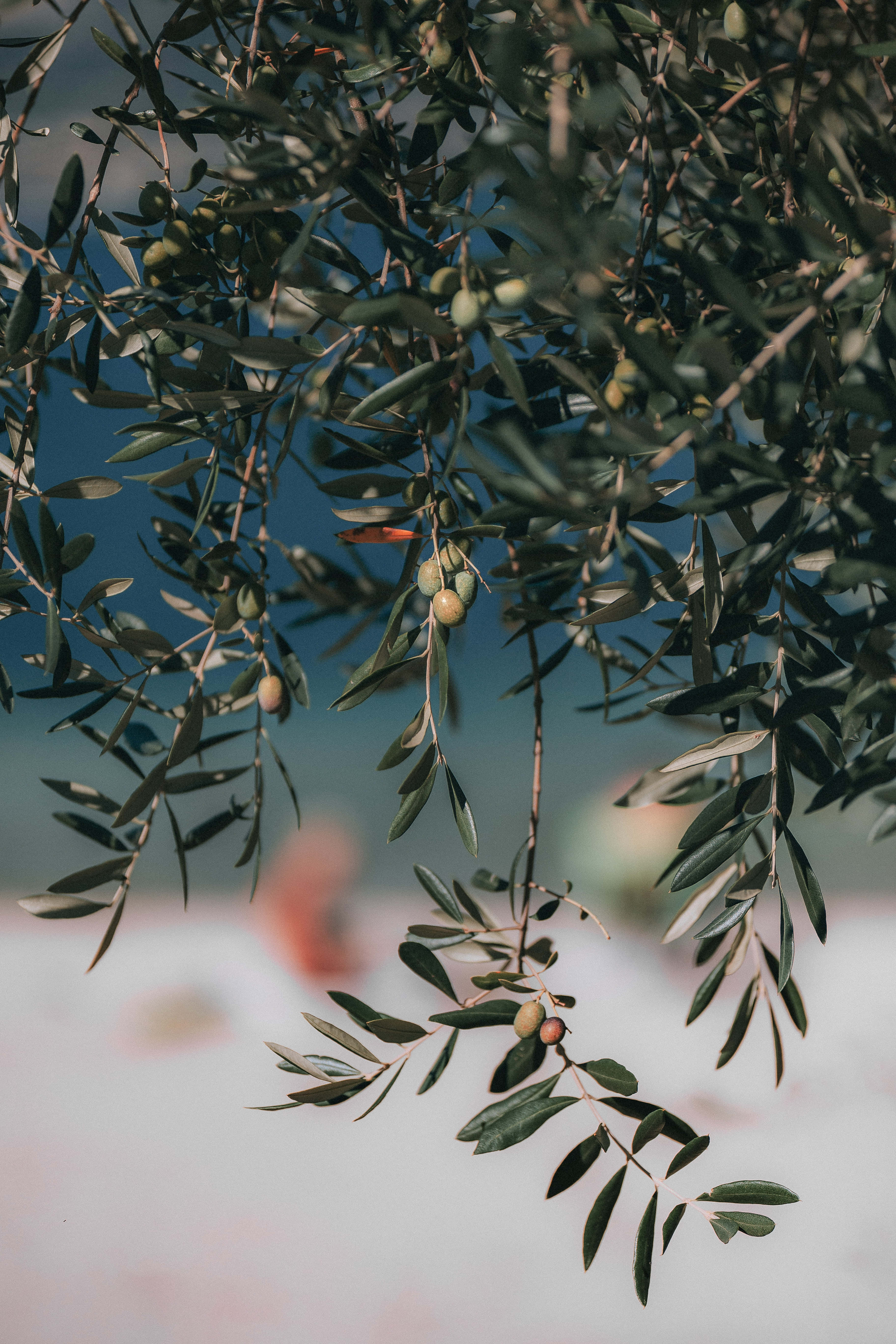Olive Tree, green olives, blue sky, 5K Phone Wallpaper