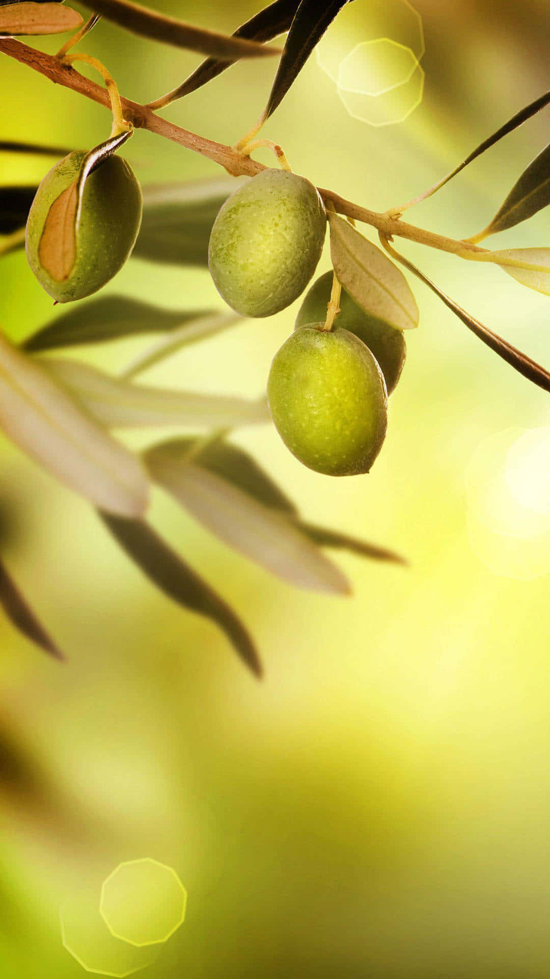 olive tree, sunlit branch, ripe green olives, Full HD Phone Wallpaper