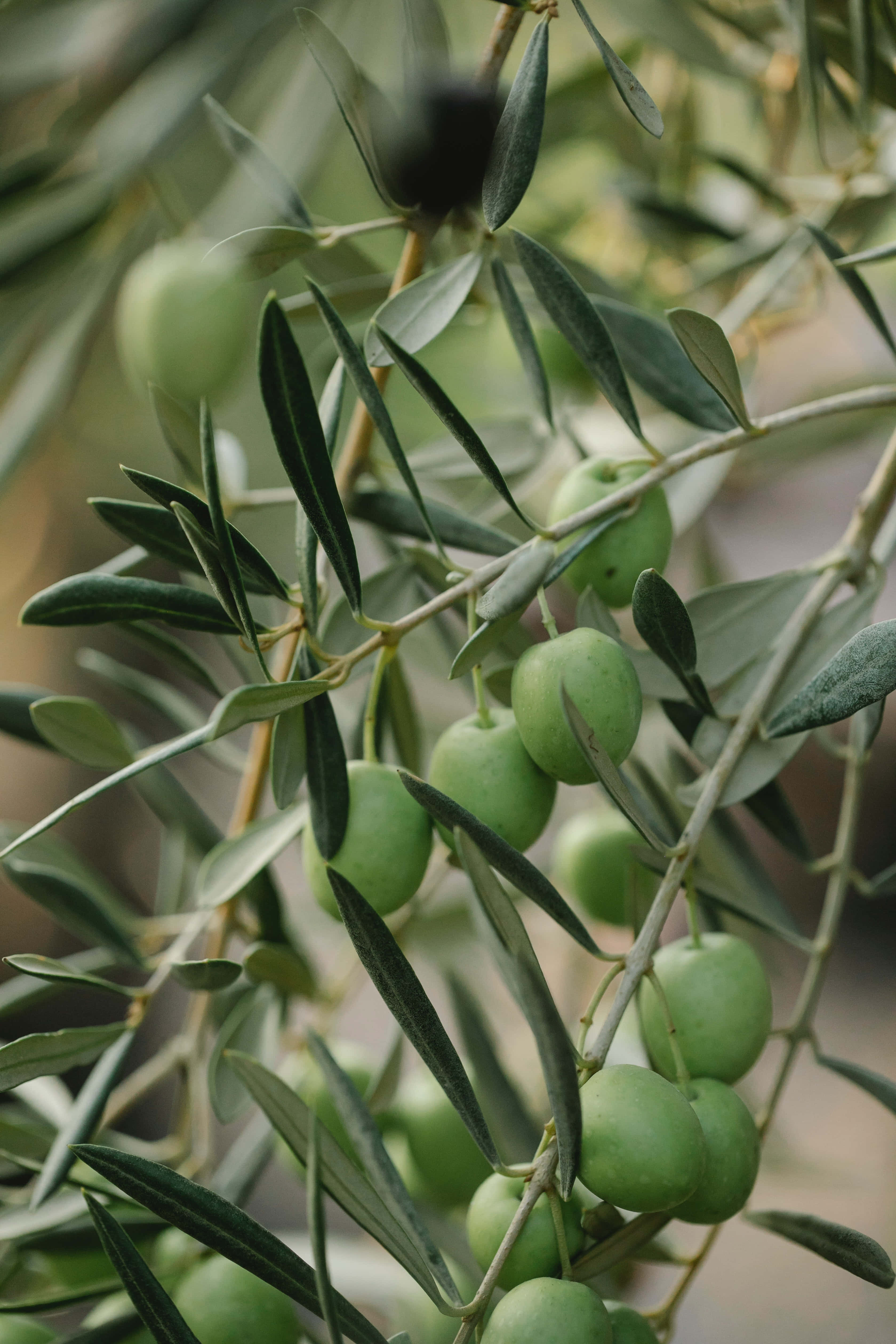 olive tree, green olives, branch, 4K Phone Wallpaper