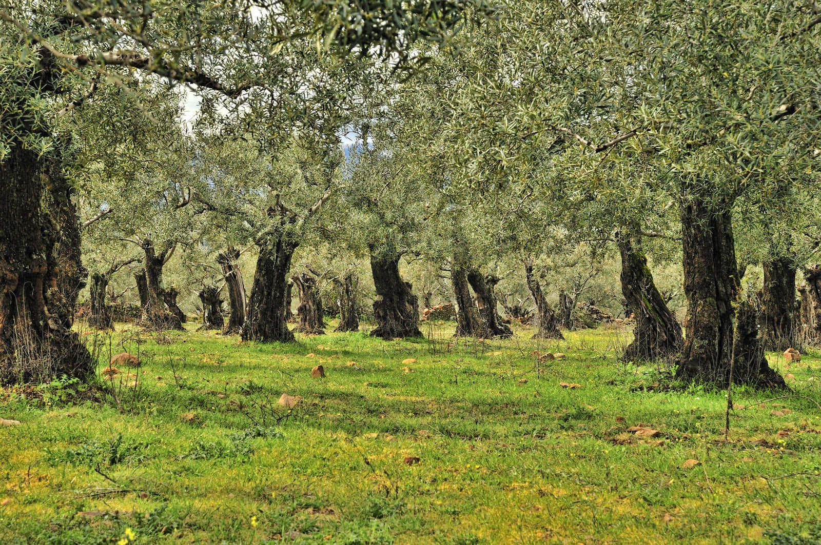 olive tree, ancient olive trees, gnarled trunks, HD Desktop Wallpaper