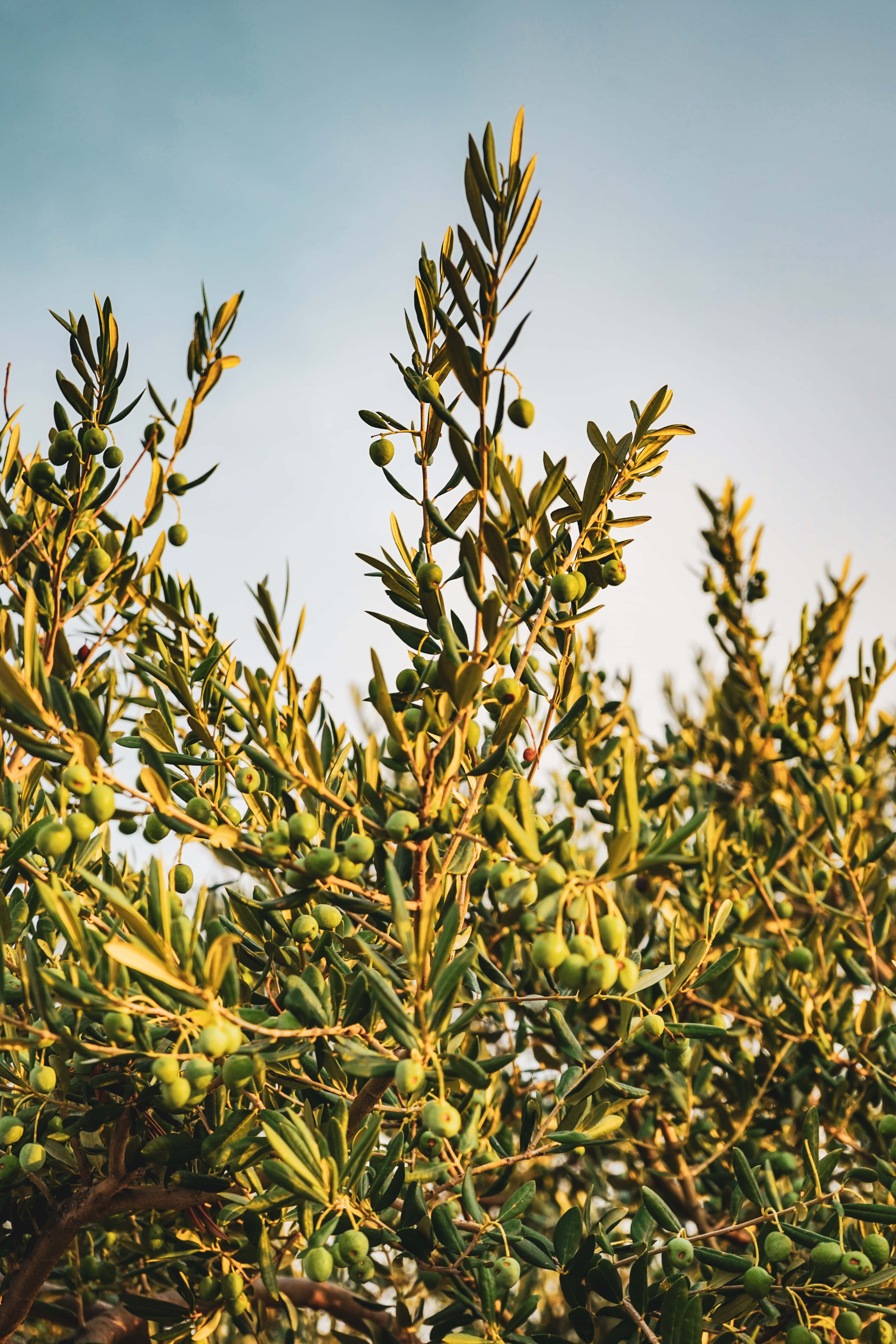 olive tree, field of olive trees, countryside, 5K Phone Wallpaper