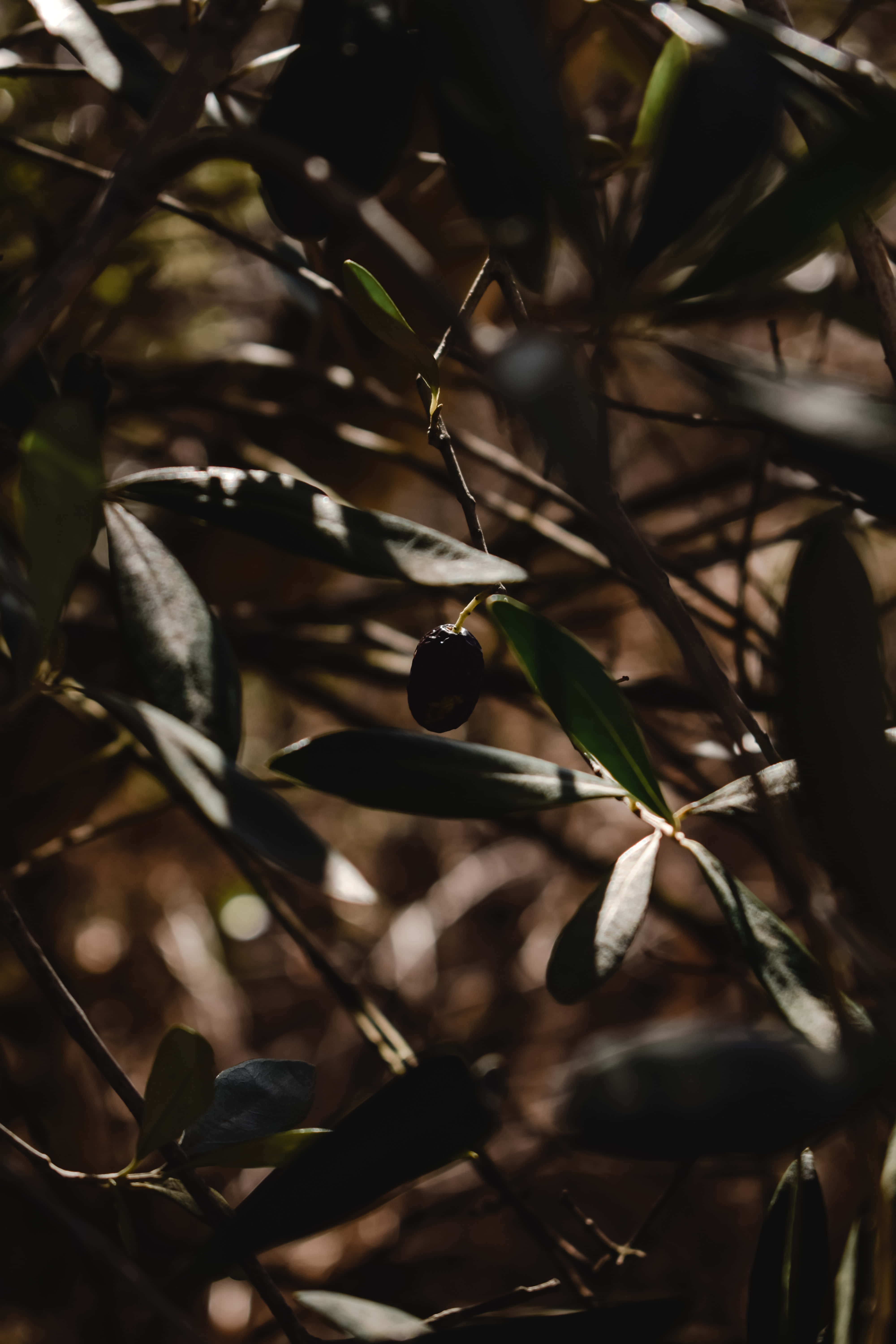 olive tree, dark olive, sunlit green leaves, 5K Phone Wallpaper