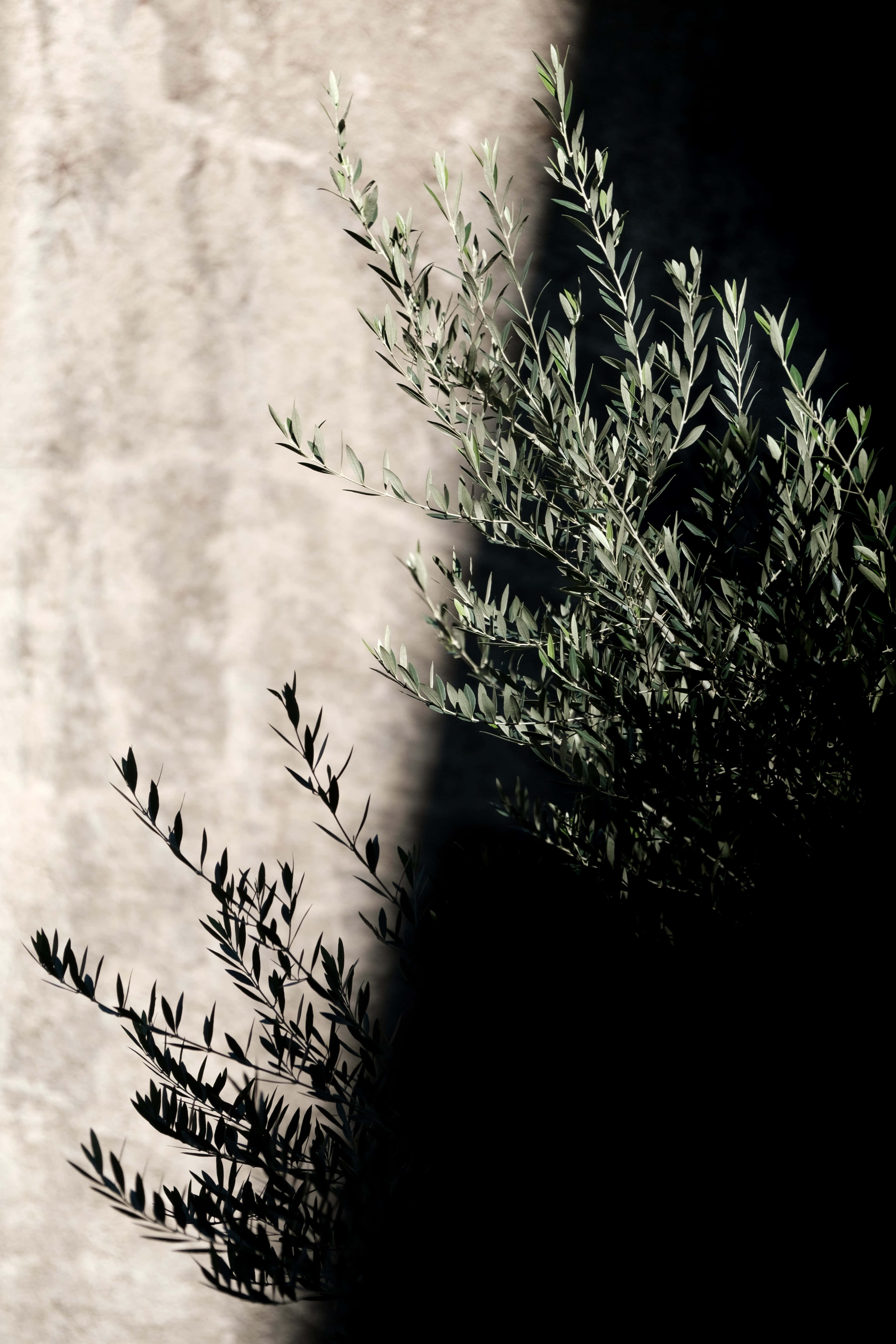 Olive Tree, sunlit olive branch, textured stone wall, 5K Phone Wallpaper