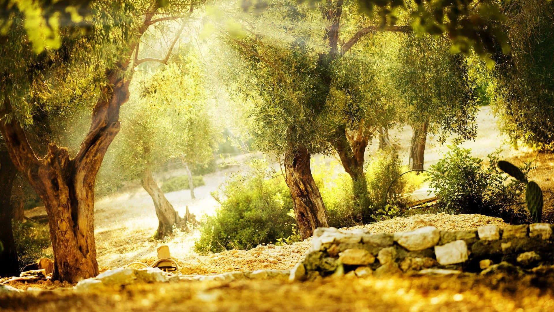 Olive Tree, 1920 x 1080, golden beams, Full HD Desktop Wallpaper