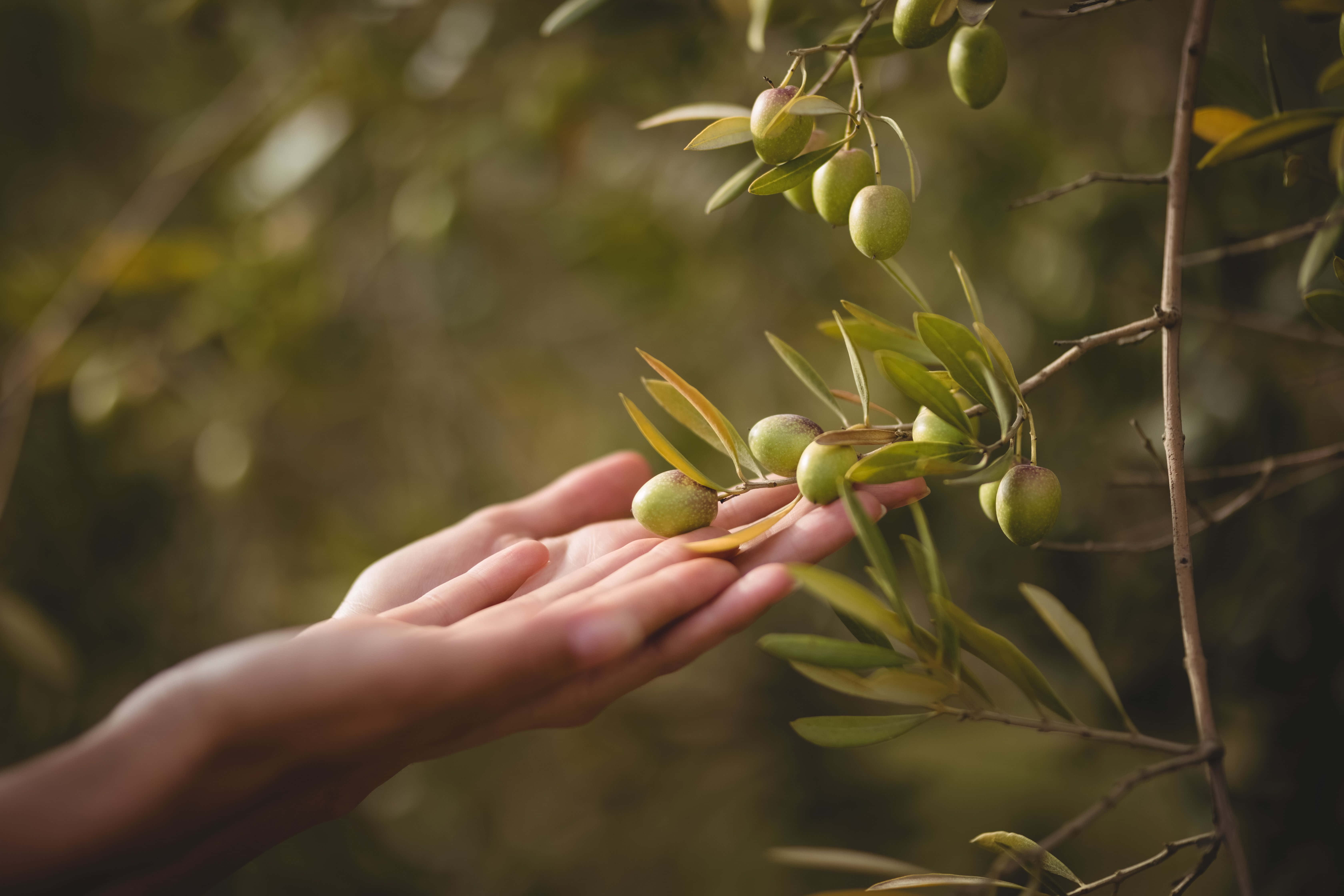 olive tree, green olives, tree branch, 5K Desktop Wallpaper