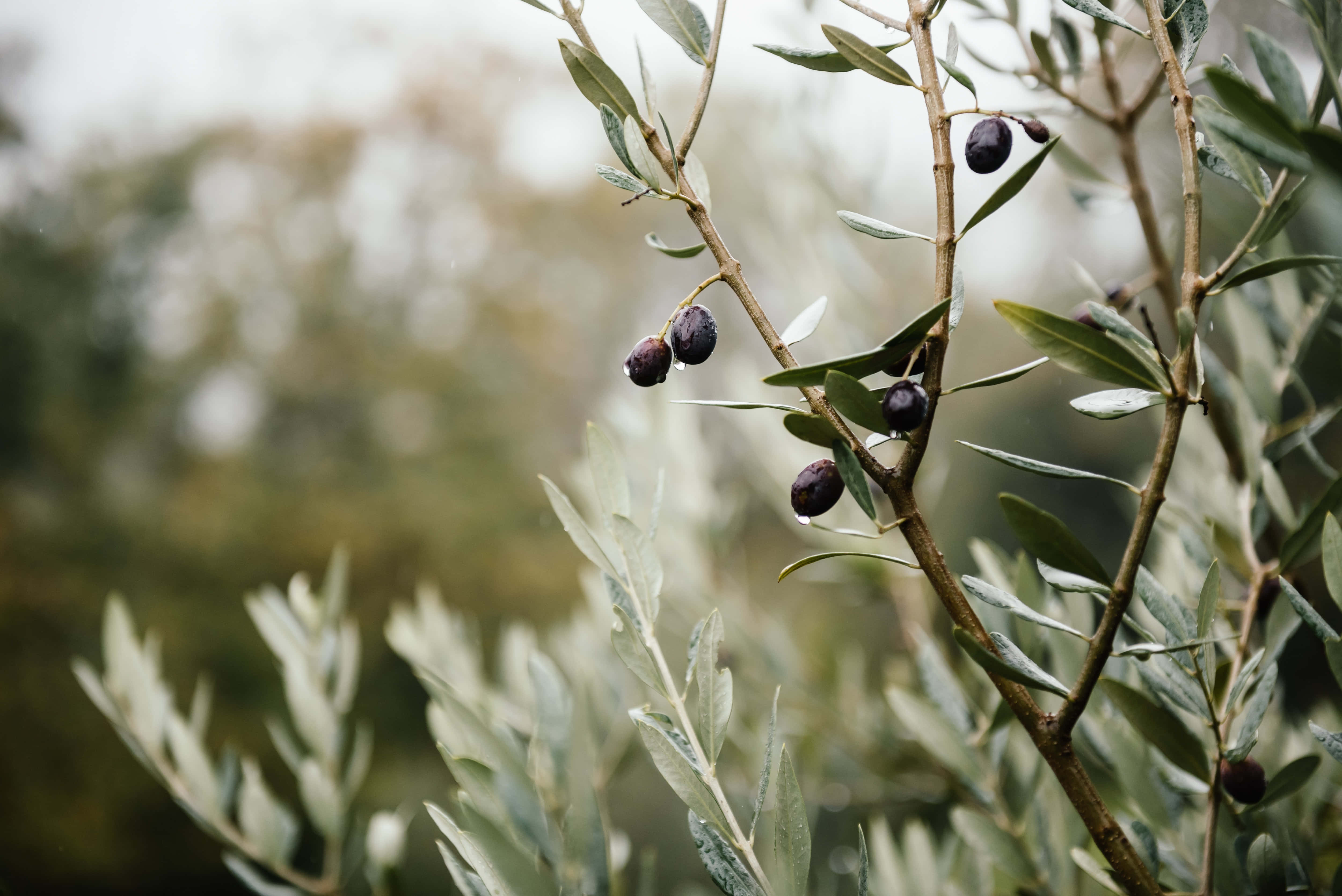 olive tree, Mediterranean sea, olive branch, 4K Desktop Wallpaper