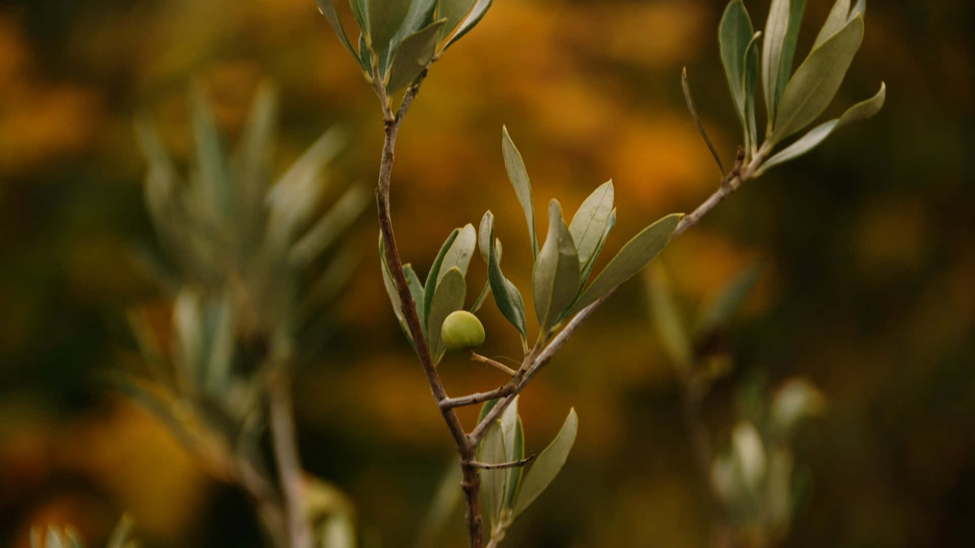olive tree, green olive fruit, silver-green leaves, Full HD Desktop Wallpaper