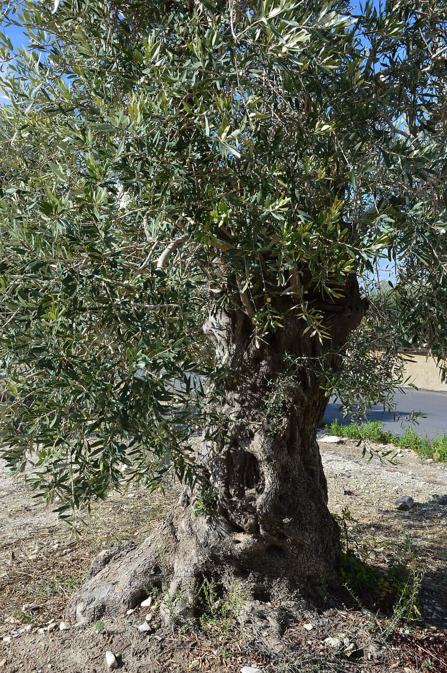 Olive Tree, gnarled ancient olive tree, textured bark, HD Phone Wallpaper