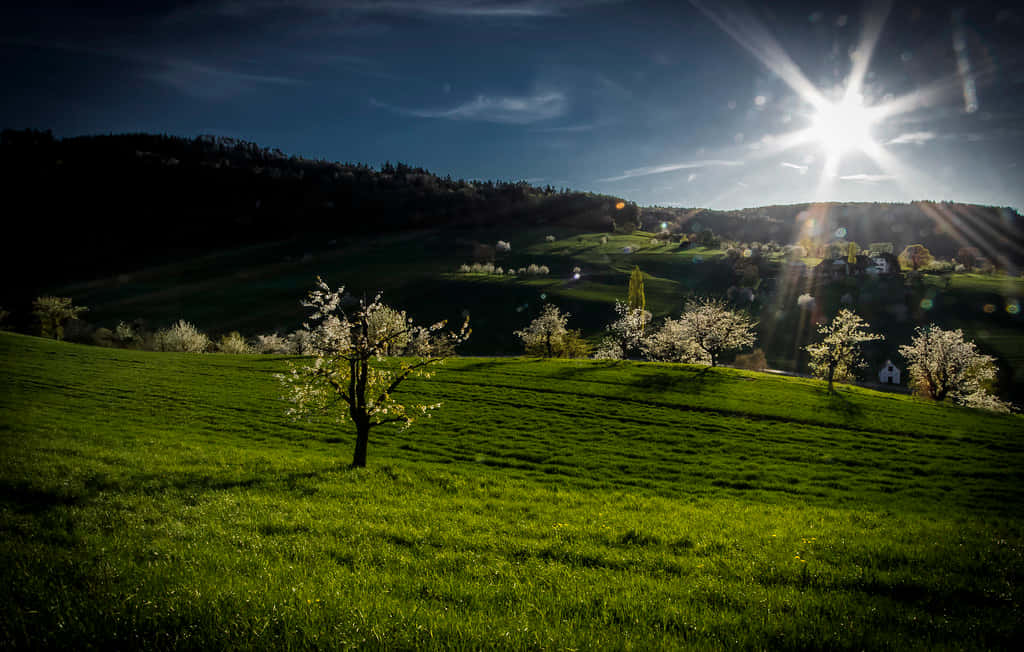Olten, stunning evening view, blossoming tree, SD Desktop Wallpaper