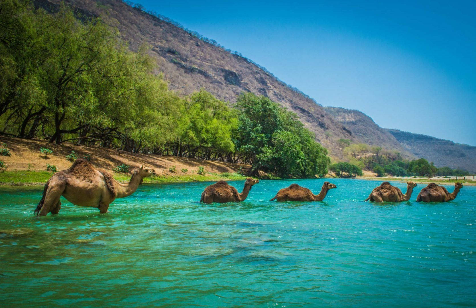camels, Oman Sea, vibrant turquoise water, HD Desktop Wallpaper