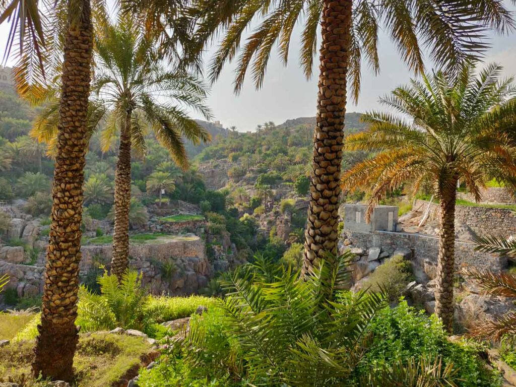 Oman, palm trees, rocky valley, SD Desktop Wallpaper