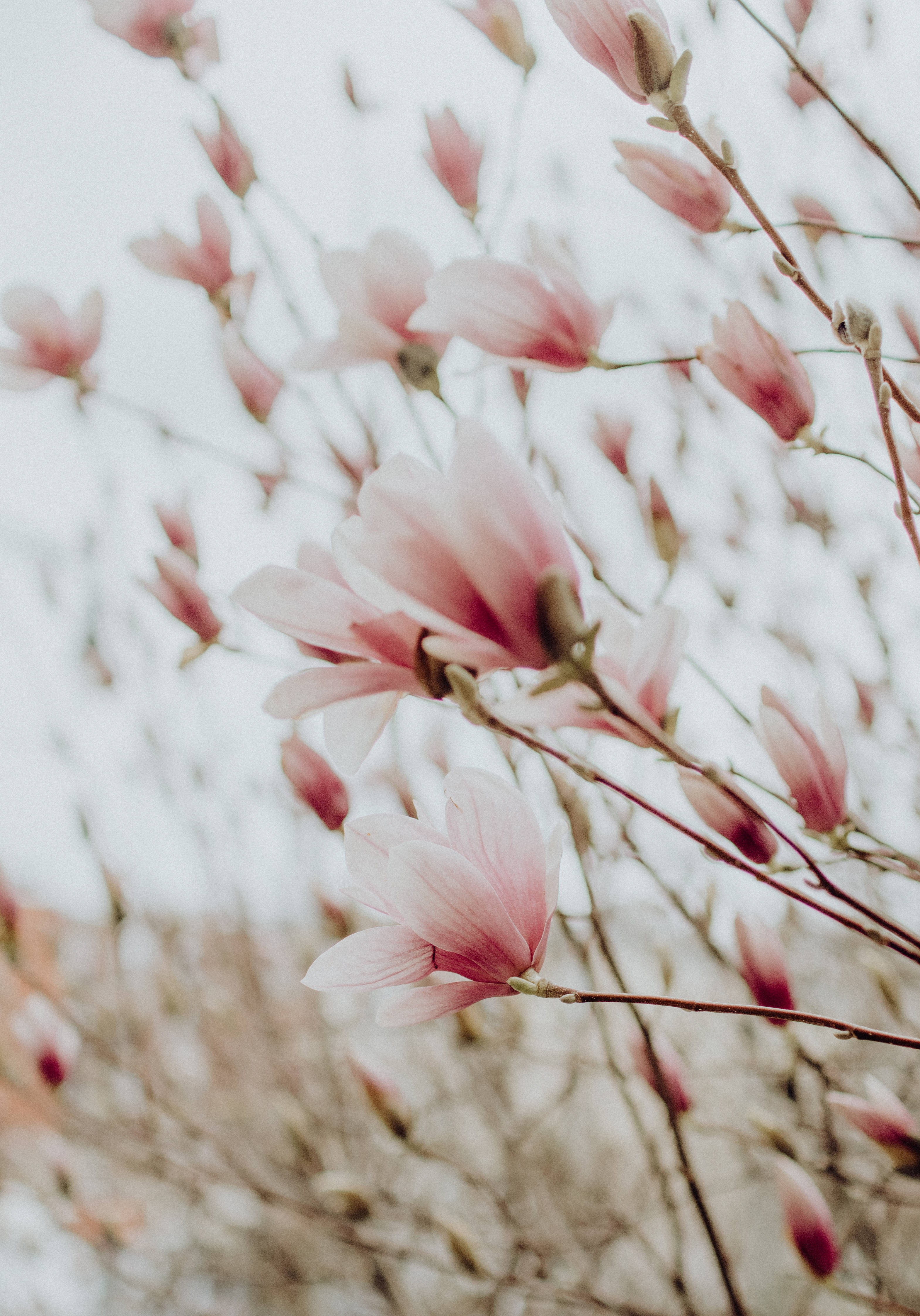 pink, white flowers, magnolia blossoms, 4K Phone Wallpaper