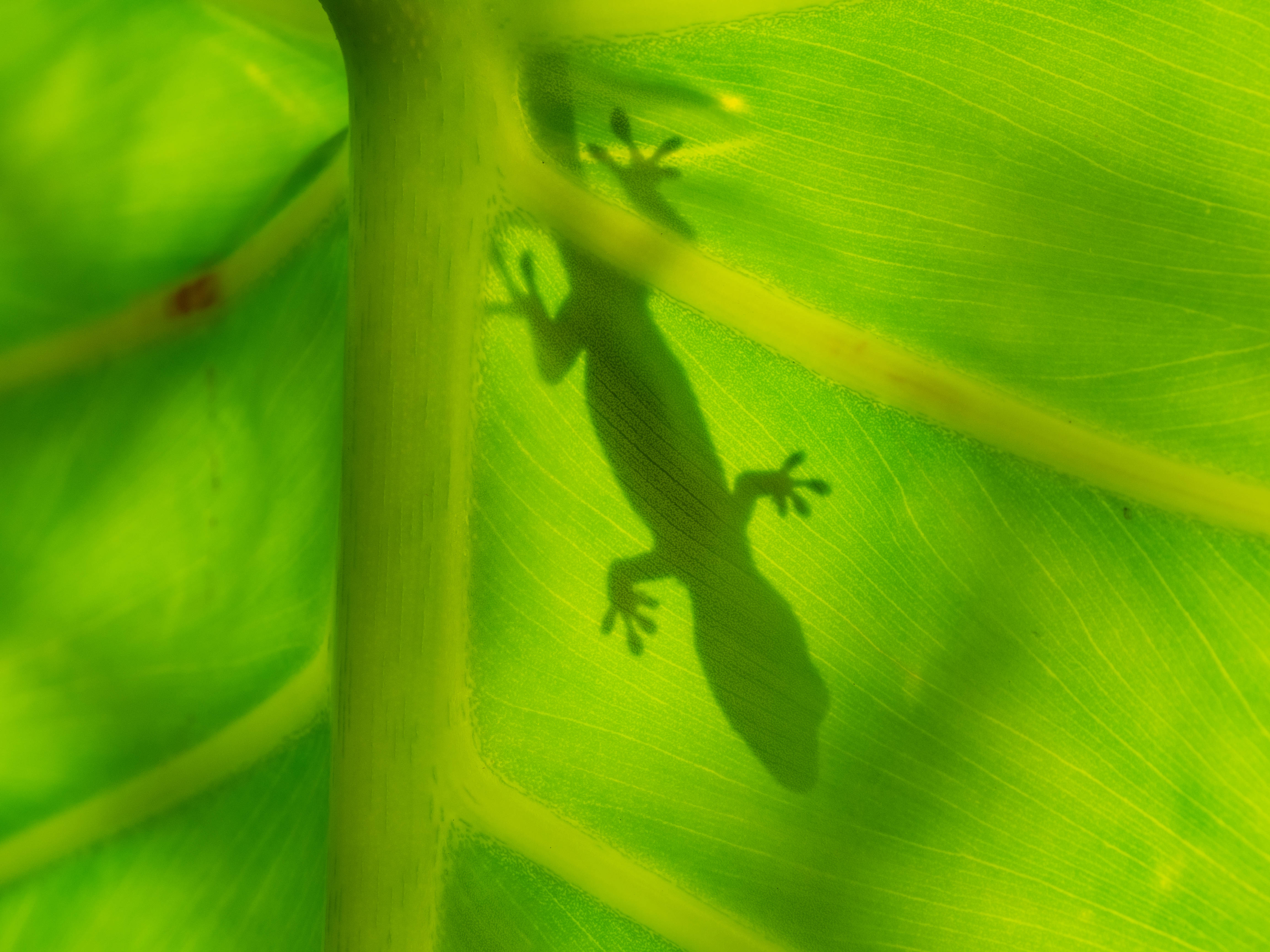 gecko, vibrant green leaf, intricate vein patterns, 4K Desktop Wallpaper