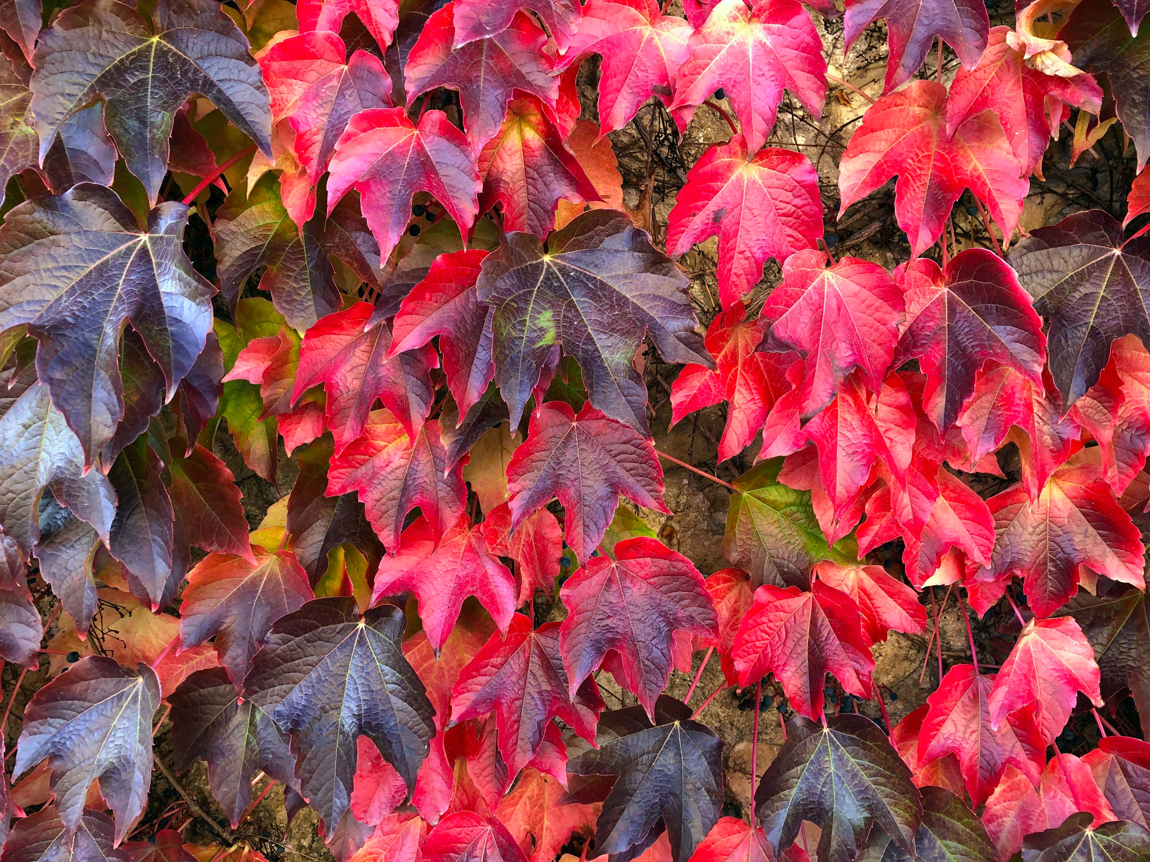 ombre maple leaves, vibrant red, deep burgundy, 4K Desktop Wallpaper