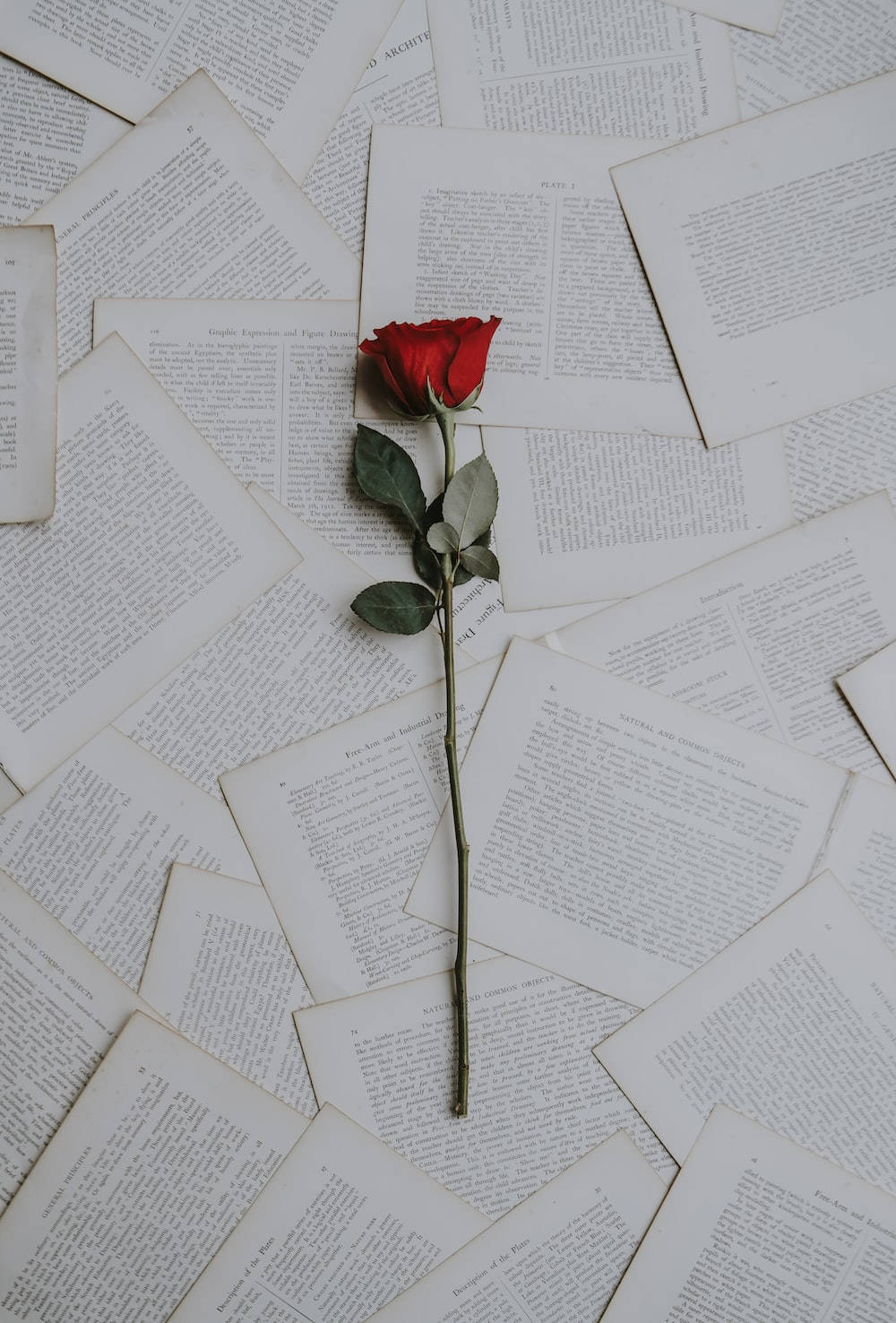 One Sided Love, rose, vintage book pages, HD Phone Wallpaper