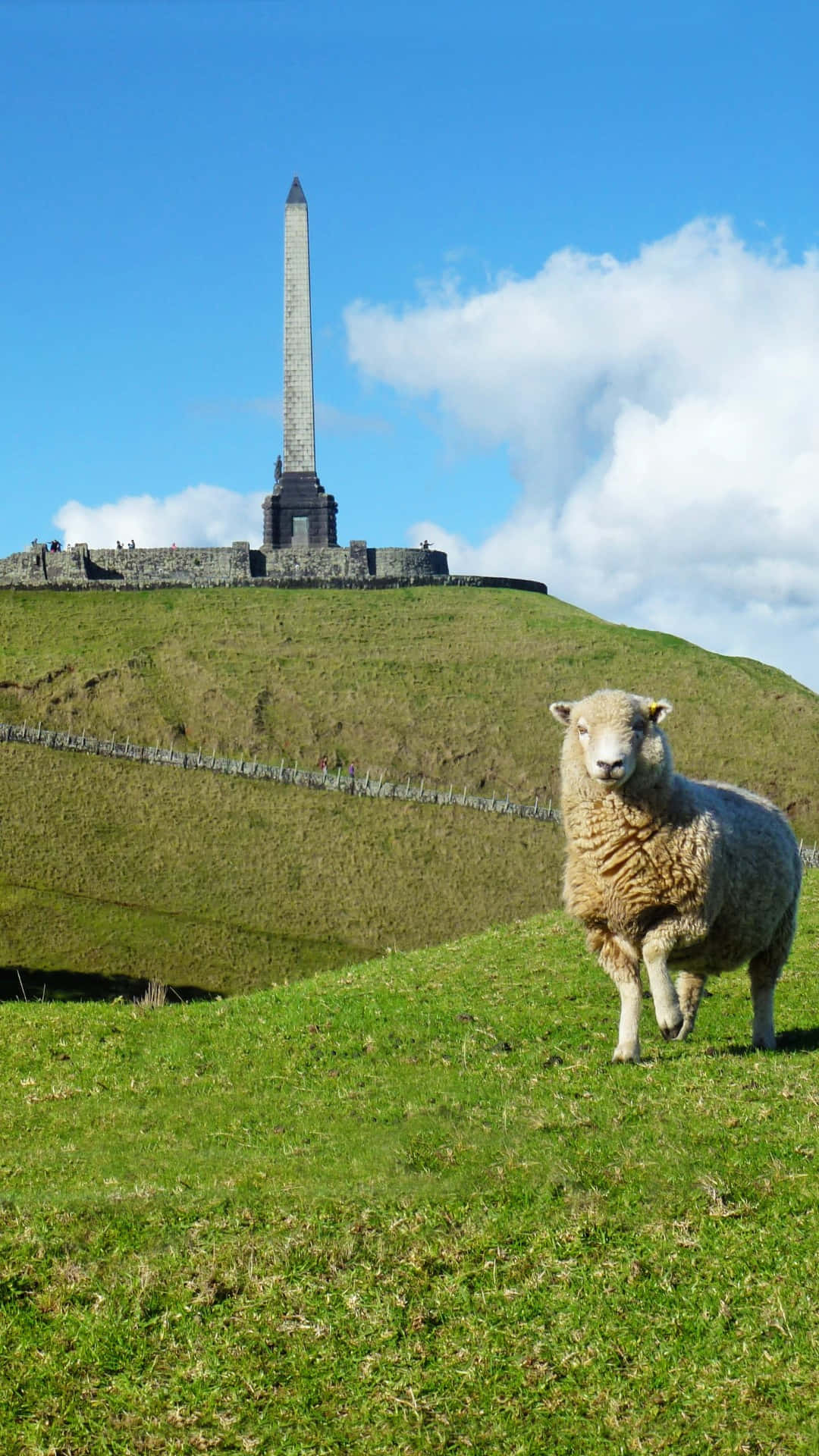 One Tree Hill Auckland, sheep, green hillside, Full HD Phone Wallpaper