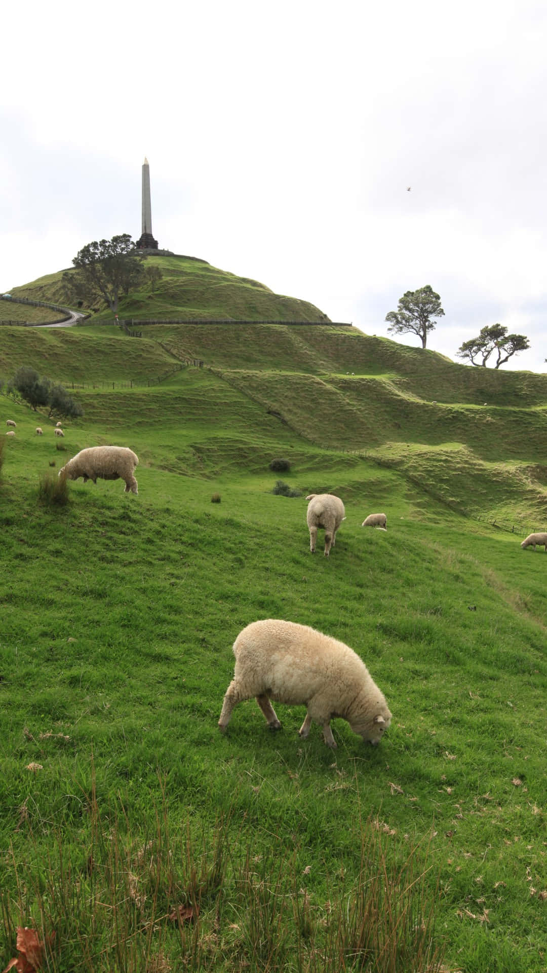 One Tree Hill Auckland, sheep, lush green hillside, Full HD Phone Wallpaper