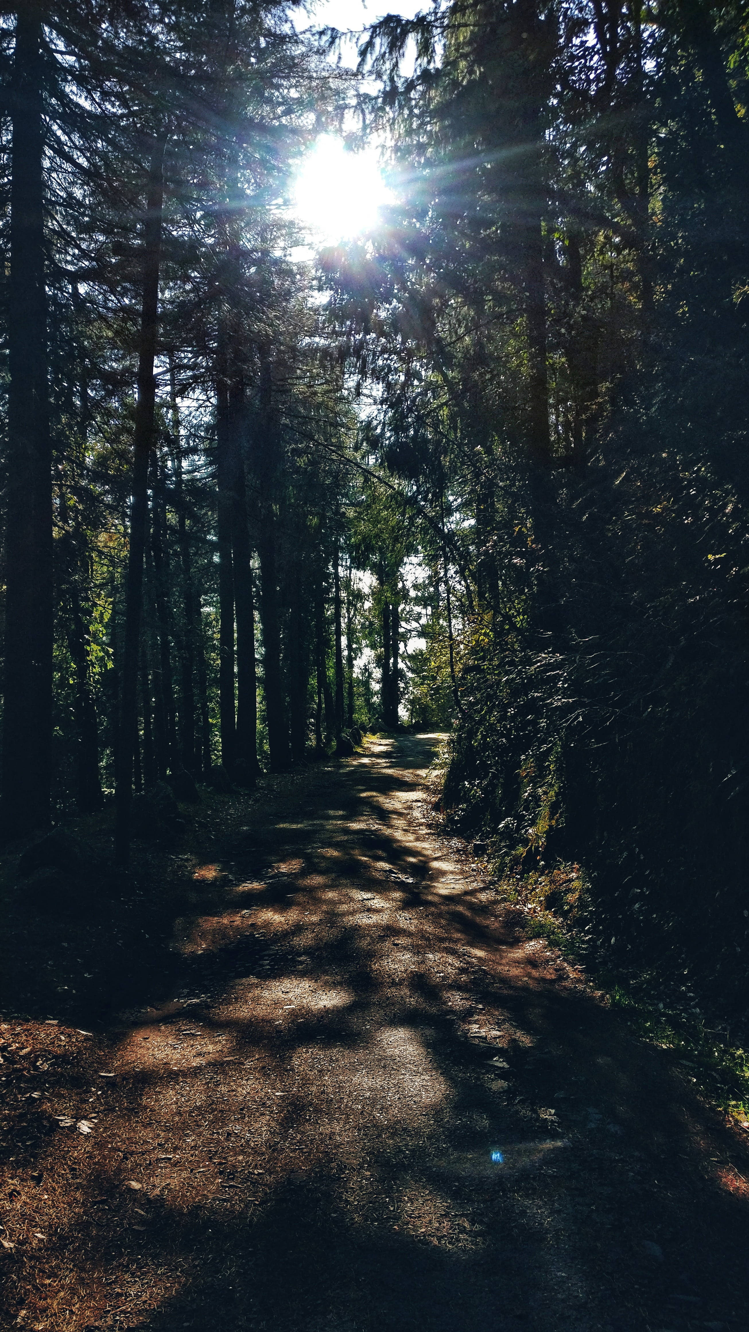 OnePlus 7 Pro, sun, forest, 4K Phone Wallpaper