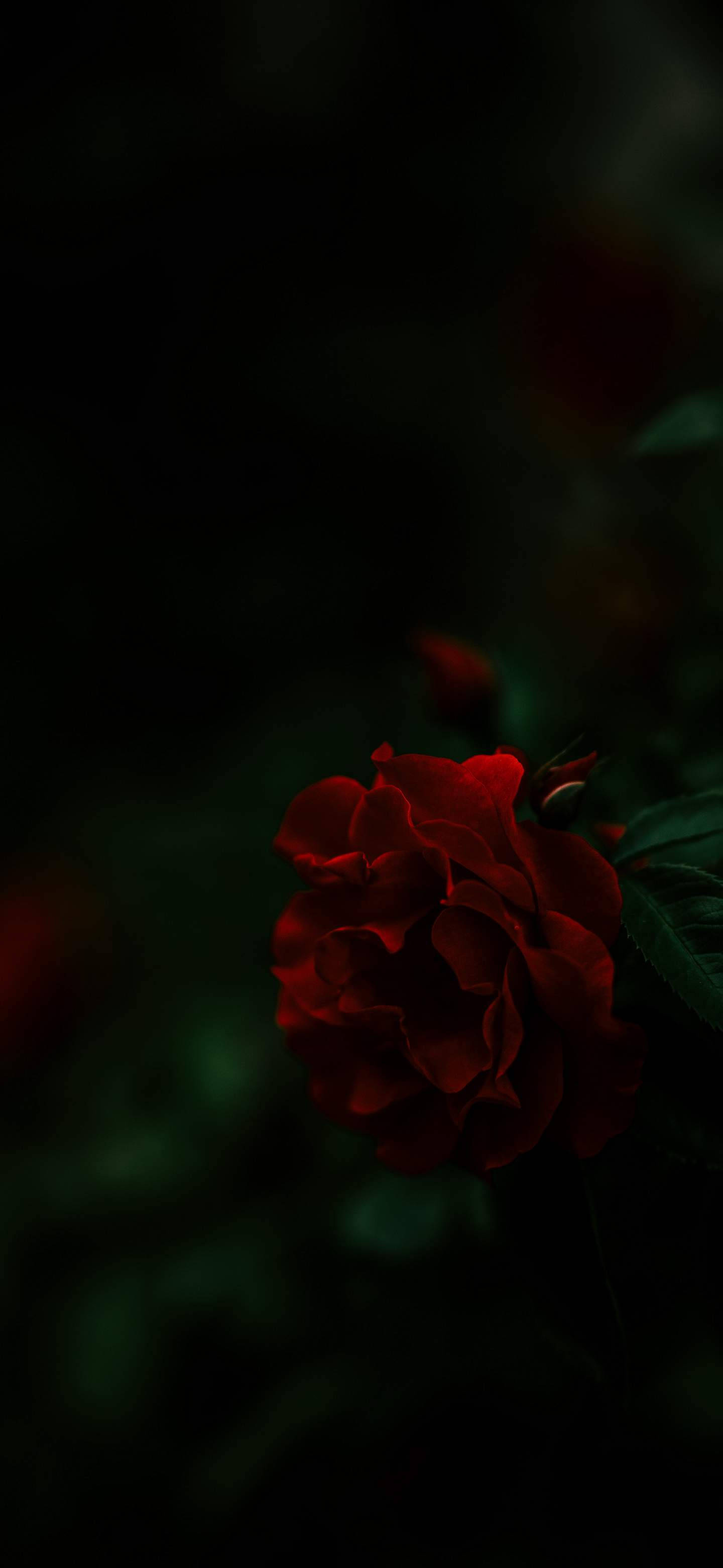 OnePlus 7 Pro, blooming rose, deep red rose, 2K Phone Wallpaper