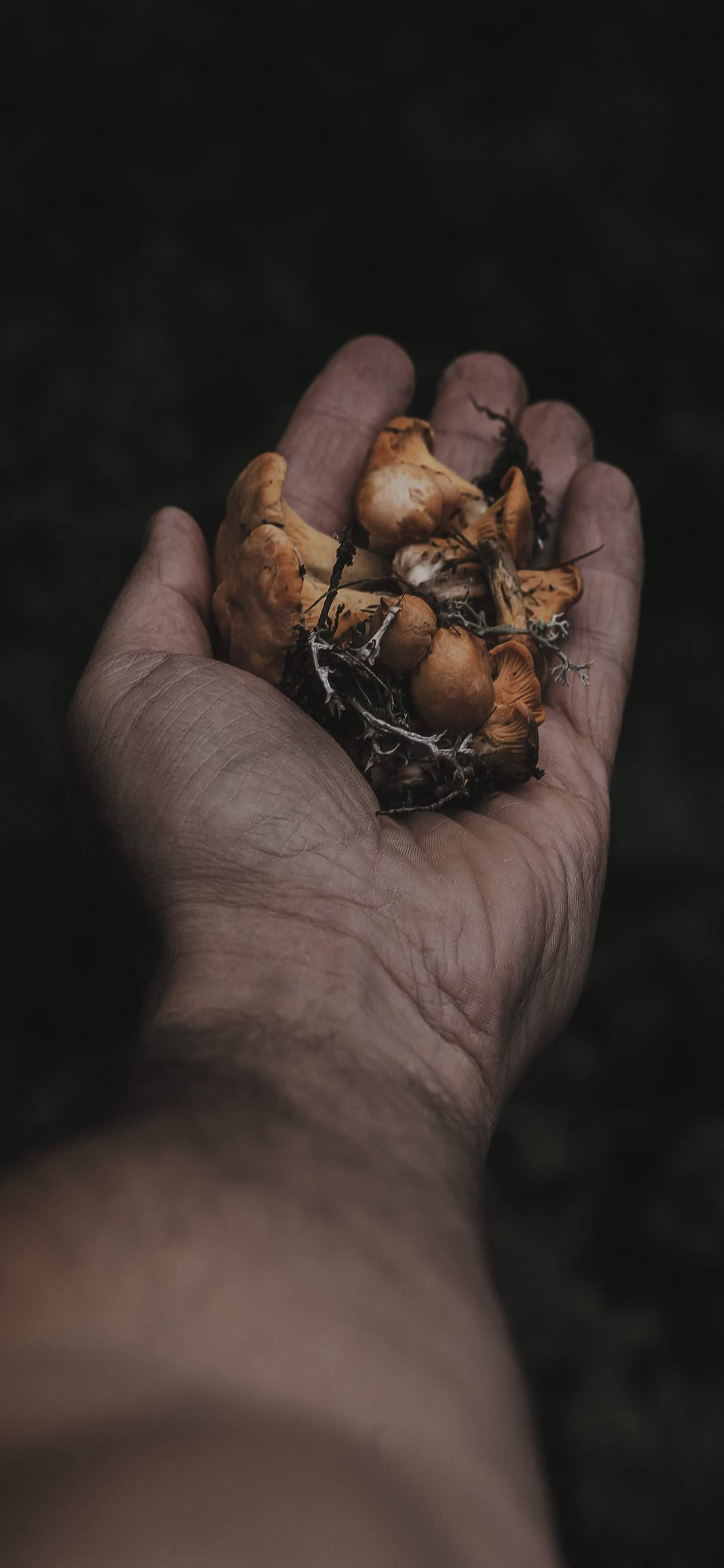 OnePlus 7 Pro, wild mushrooms, orange mushrooms, 2K Phone Wallpaper
