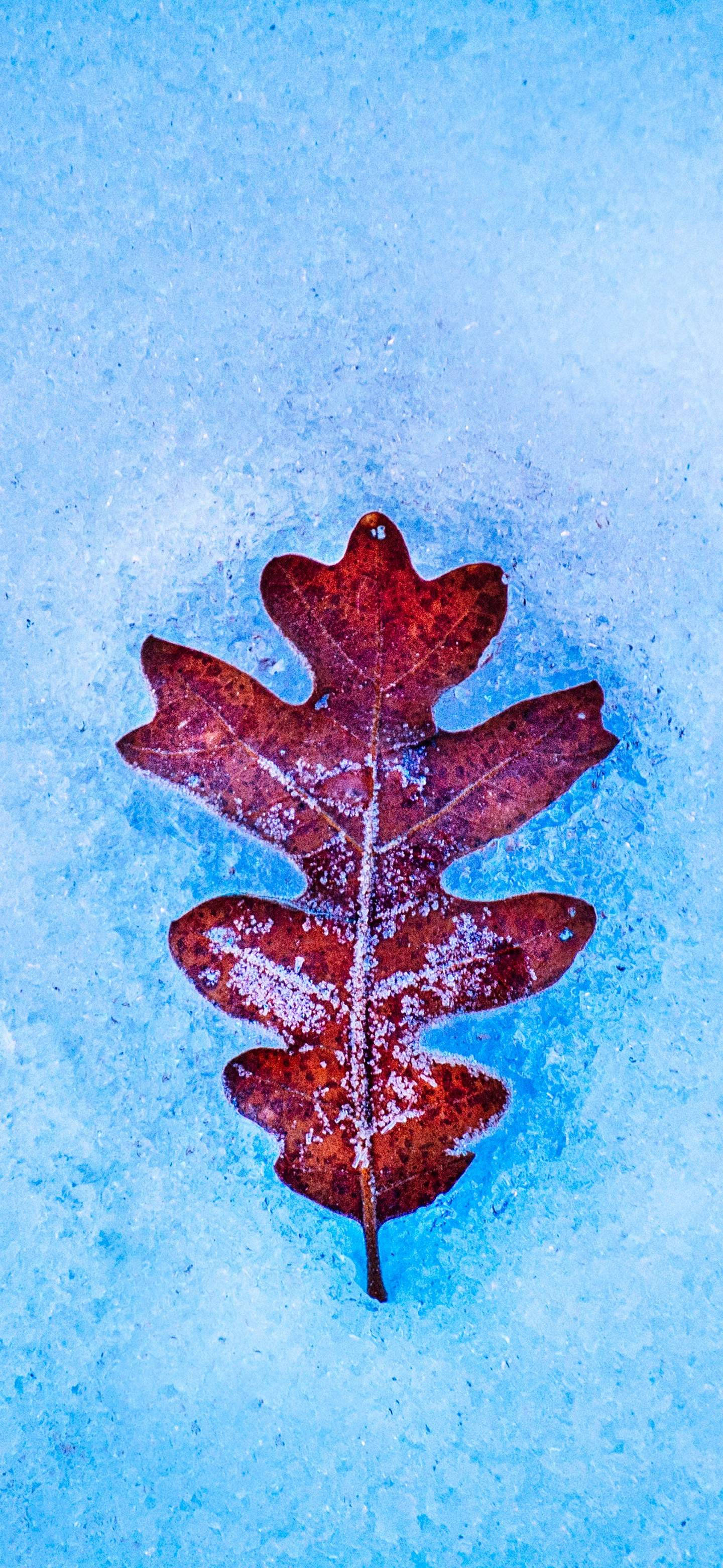 OnePlus 7 Pro, red oak leaf, frost-dusted, 2K Phone Wallpaper