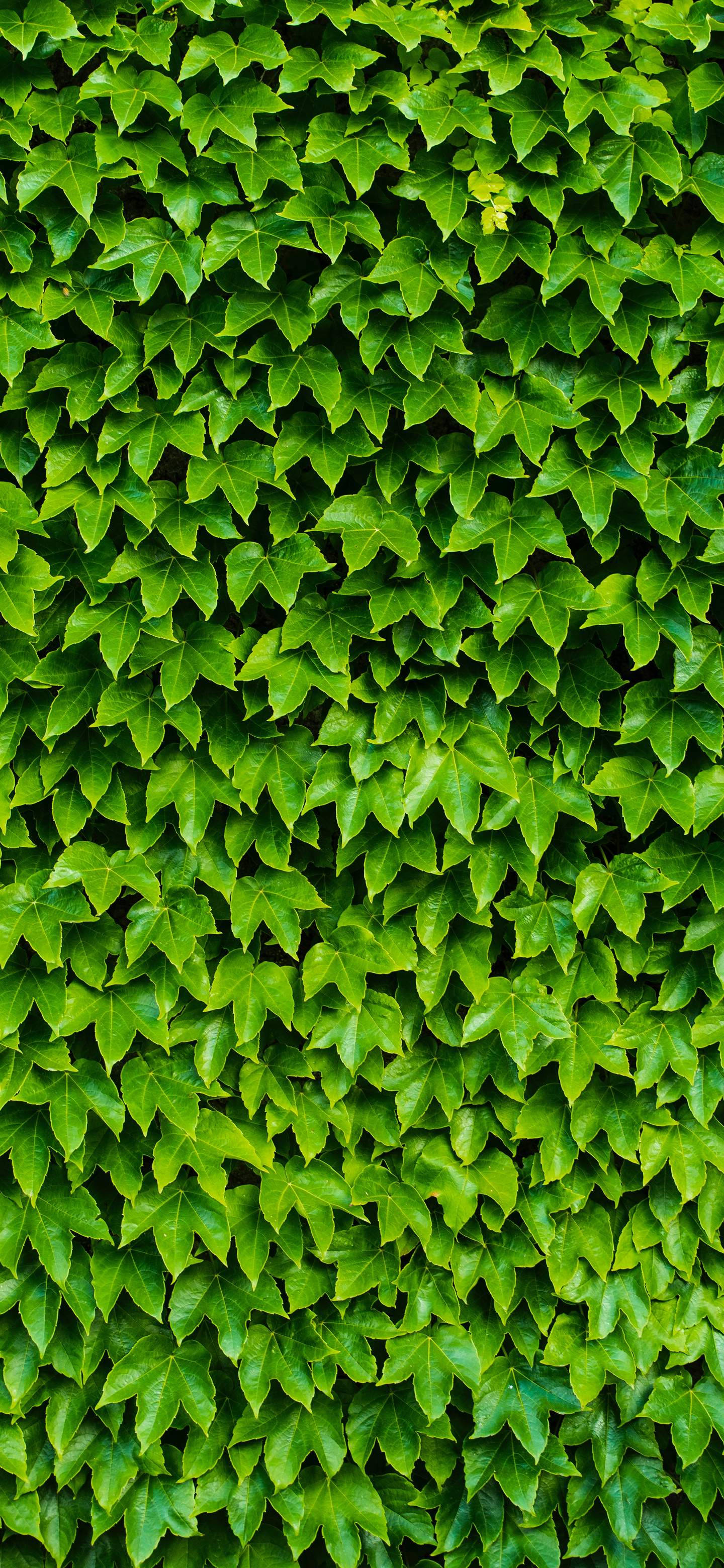 OnePlus 7 Pro, leafy hedge, vibrant green, 2K Phone Wallpaper
