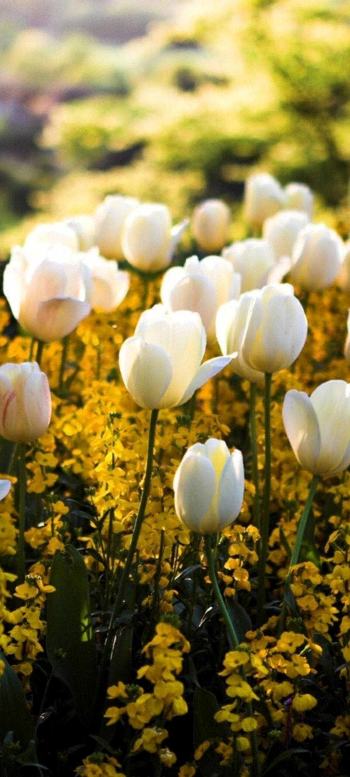 Oneplus 8 Pro, white tulip, golden sunlight, 2K Phone Wallpaper