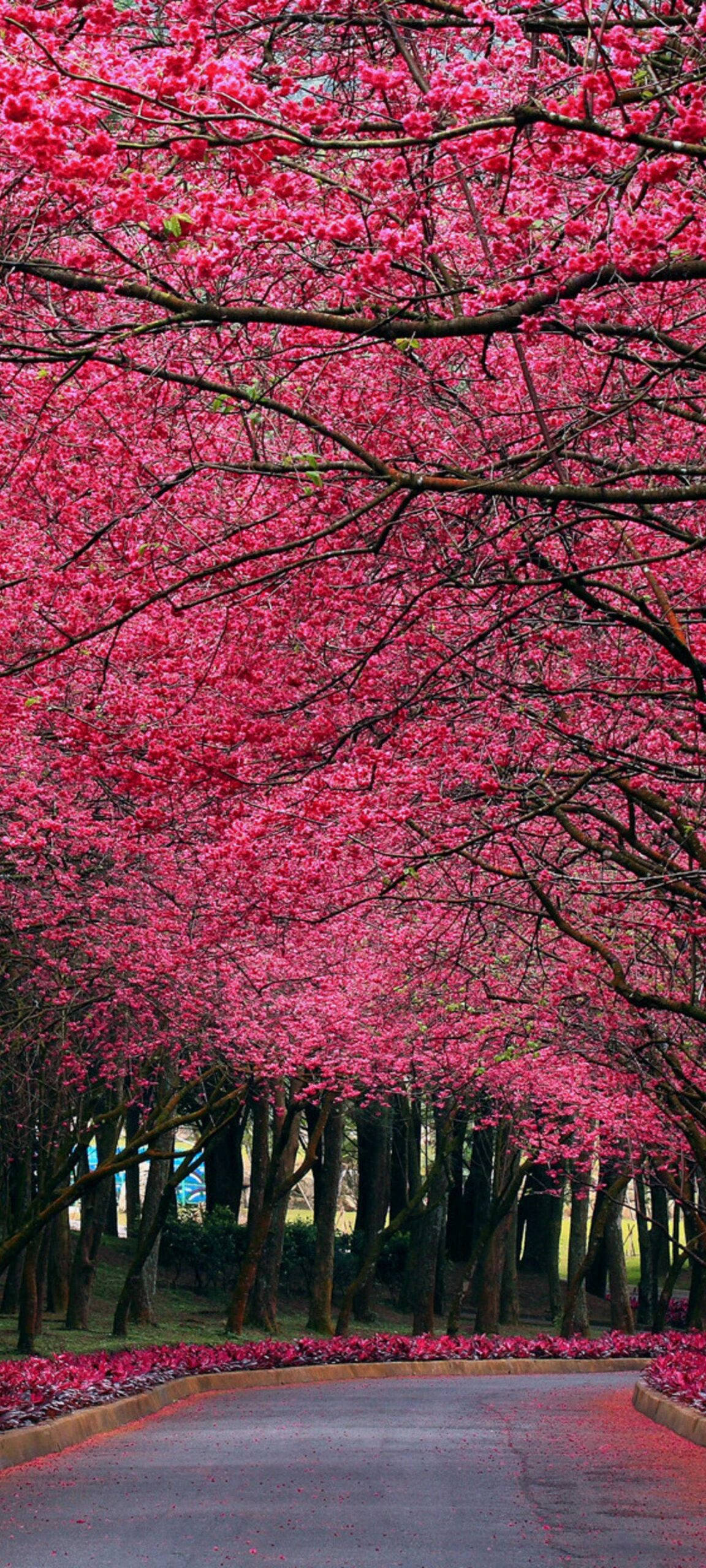 Oneplus 8 Pro, cherry blossom, pink, 2K Phone Wallpaper