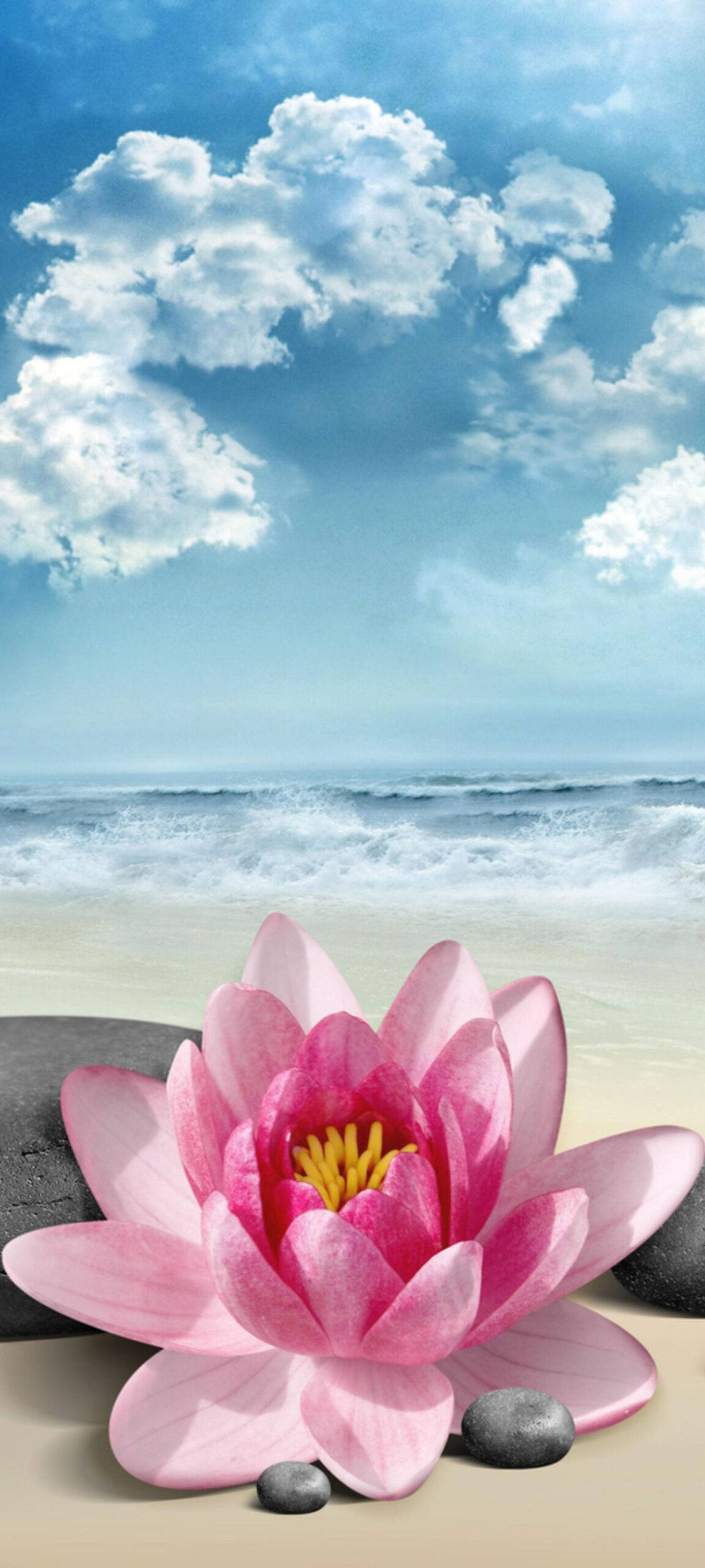 OnePlus 8 Pro, pink lotus, sandy beach, 2K Phone Wallpaper