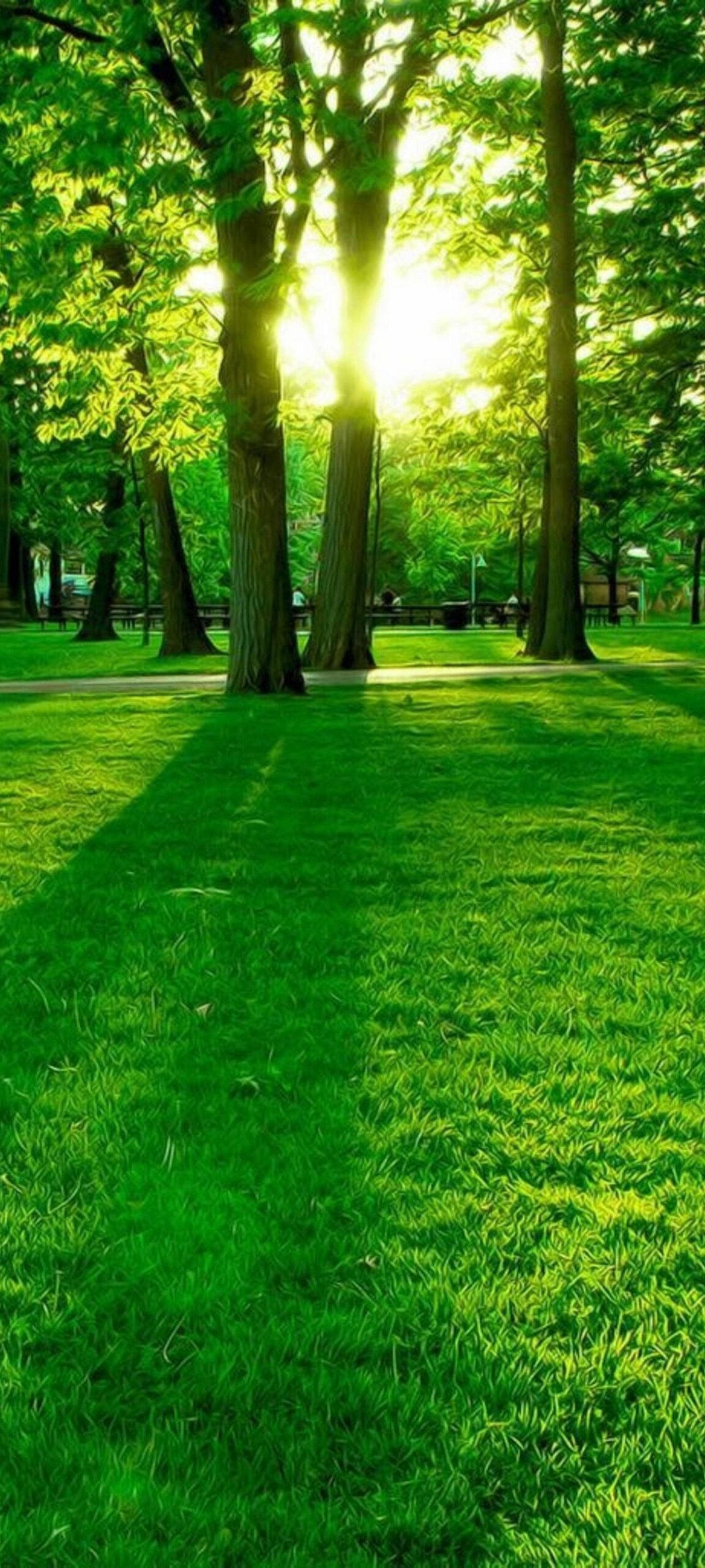 Oneplus 8 Pro, Sunlight, tall trees, 2K Phone Wallpaper