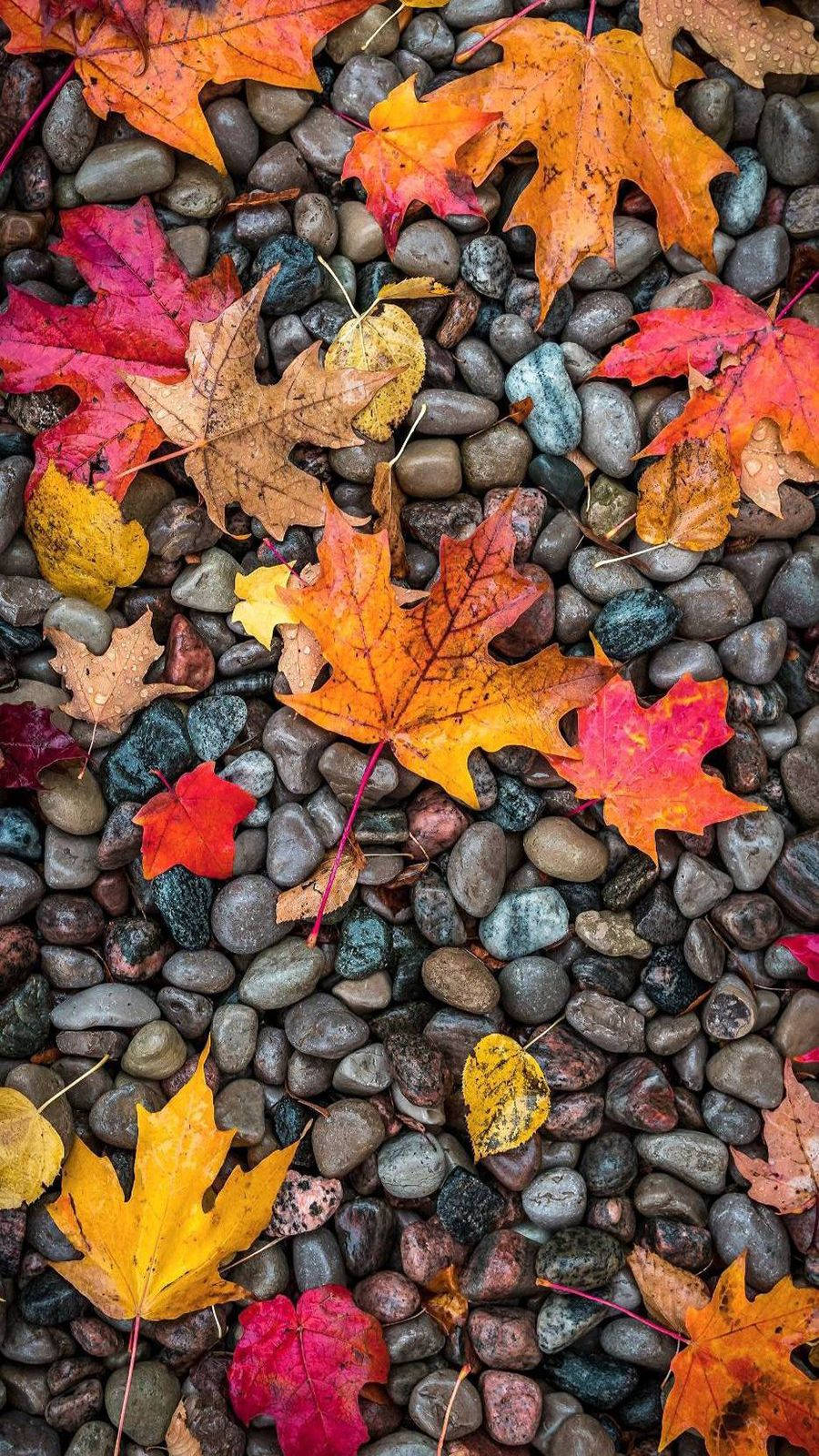OnePlus 9R, fall foliage, maple leaves, HD Phone Wallpaper
