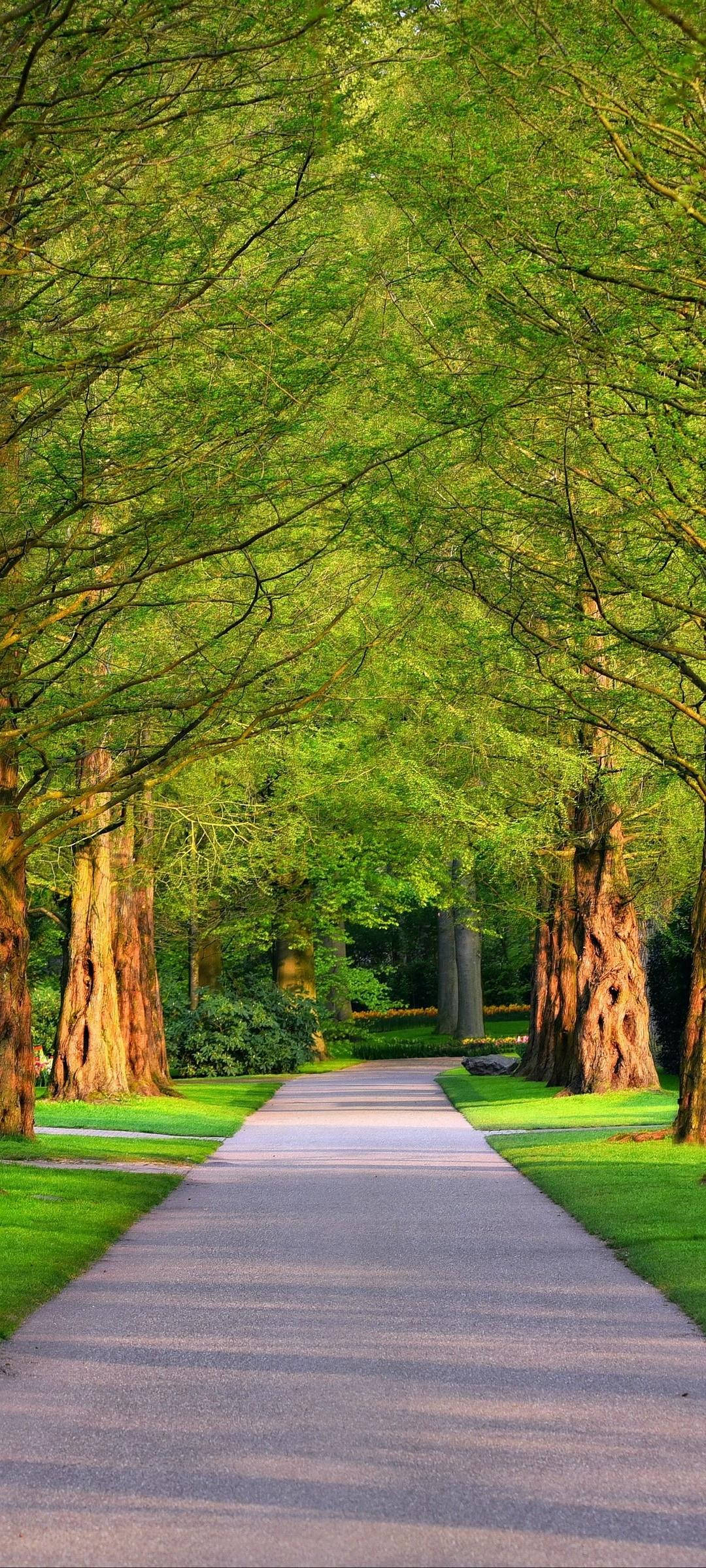 OnePlus 9R, lush green forest, paved path, Full HD Phone Wallpaper