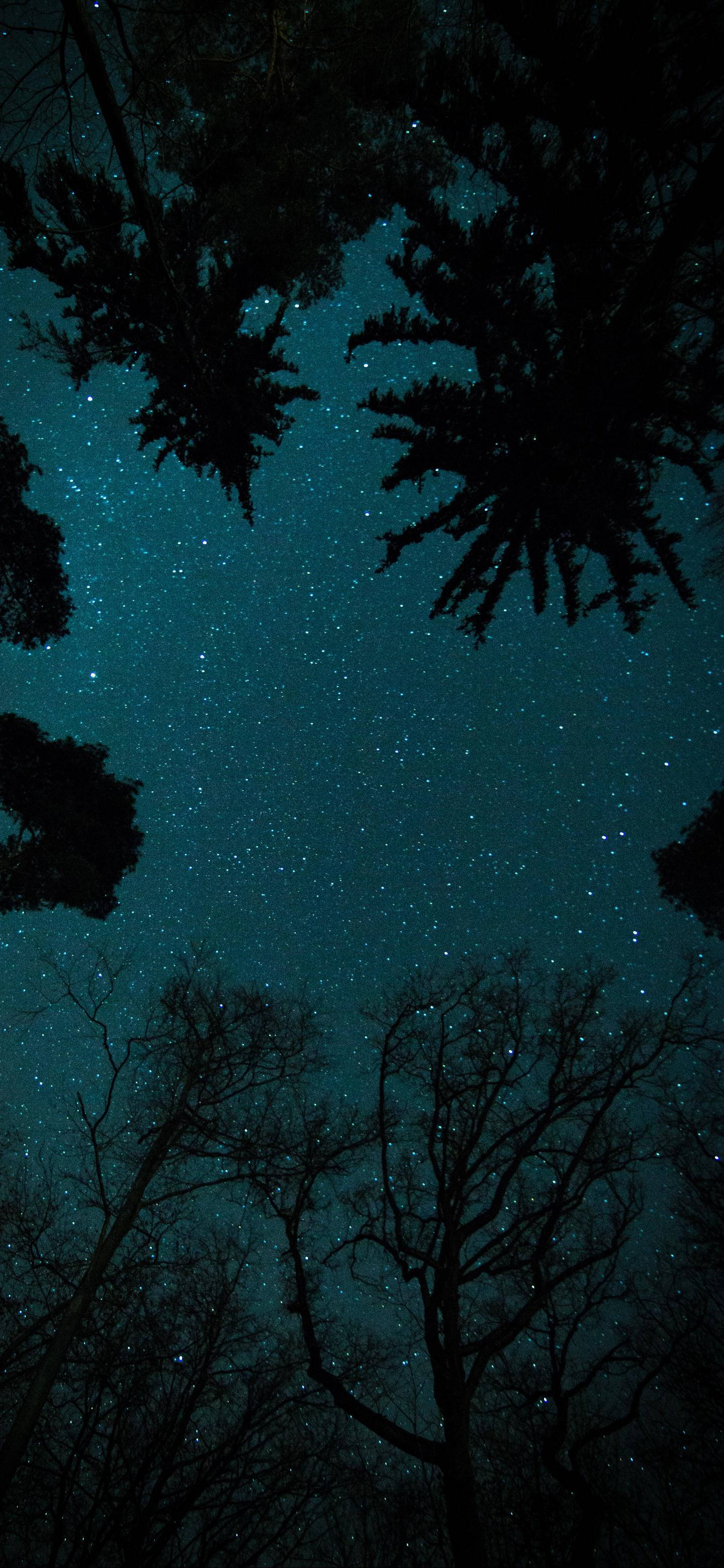 OnePlus, Starry Night Sky, dark tree silhouettes, 2K Phone Wallpaper