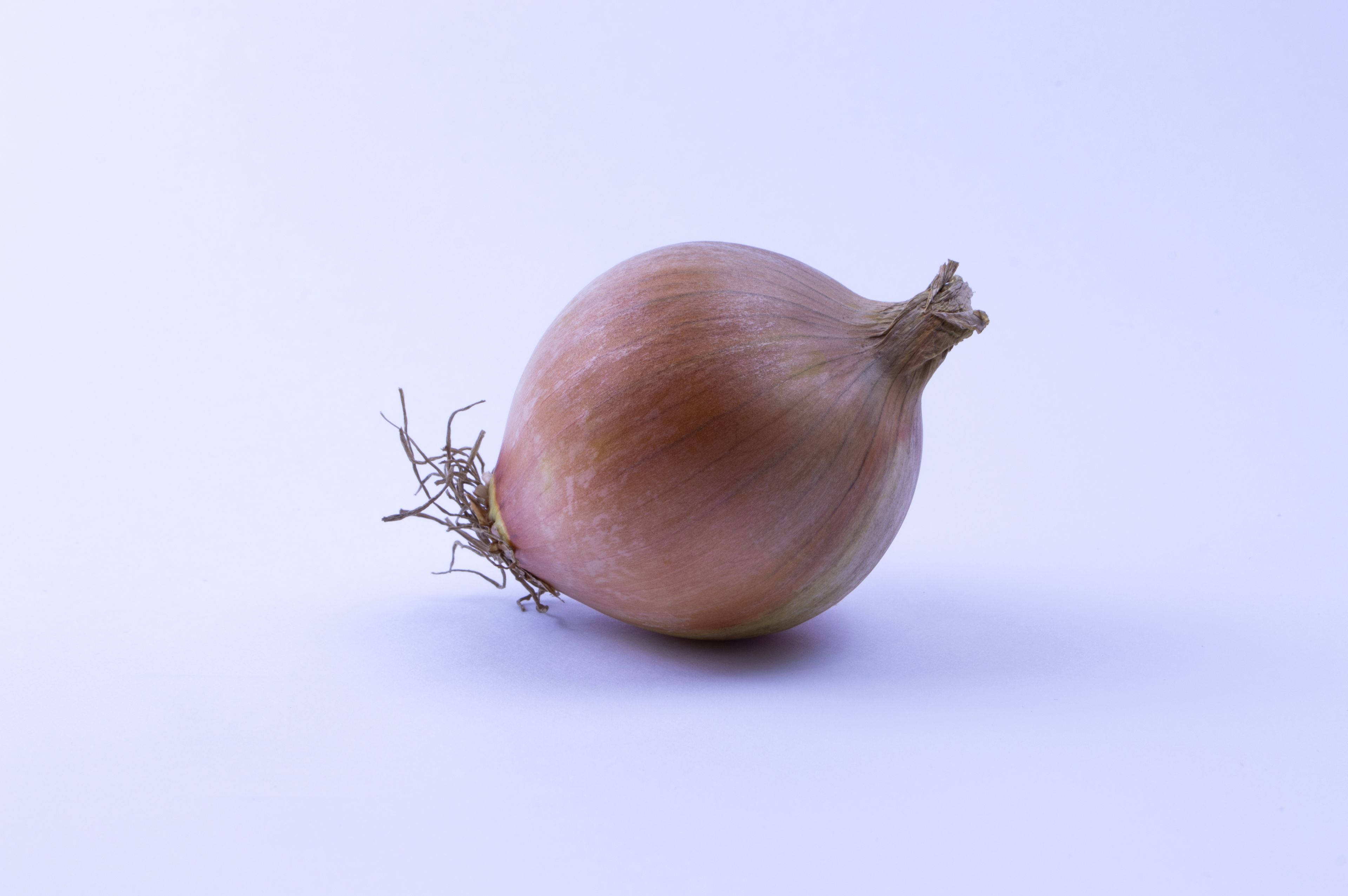 fresh onion, intact skin, roots, 4K Desktop Wallpaper