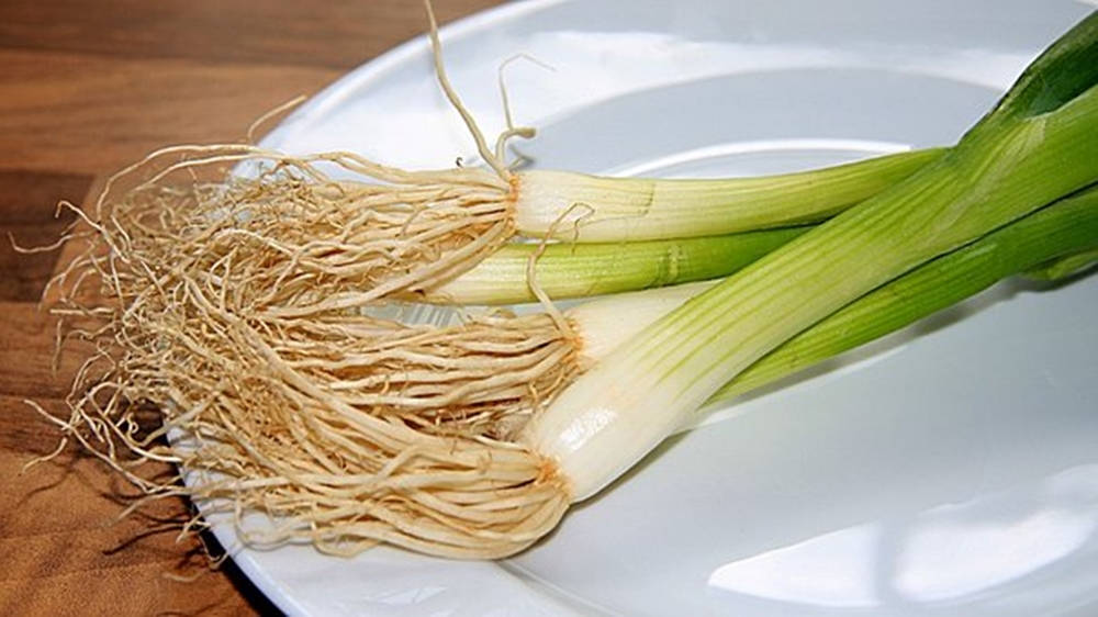 spring onion, long roots, white plate, SD Desktop Wallpaper