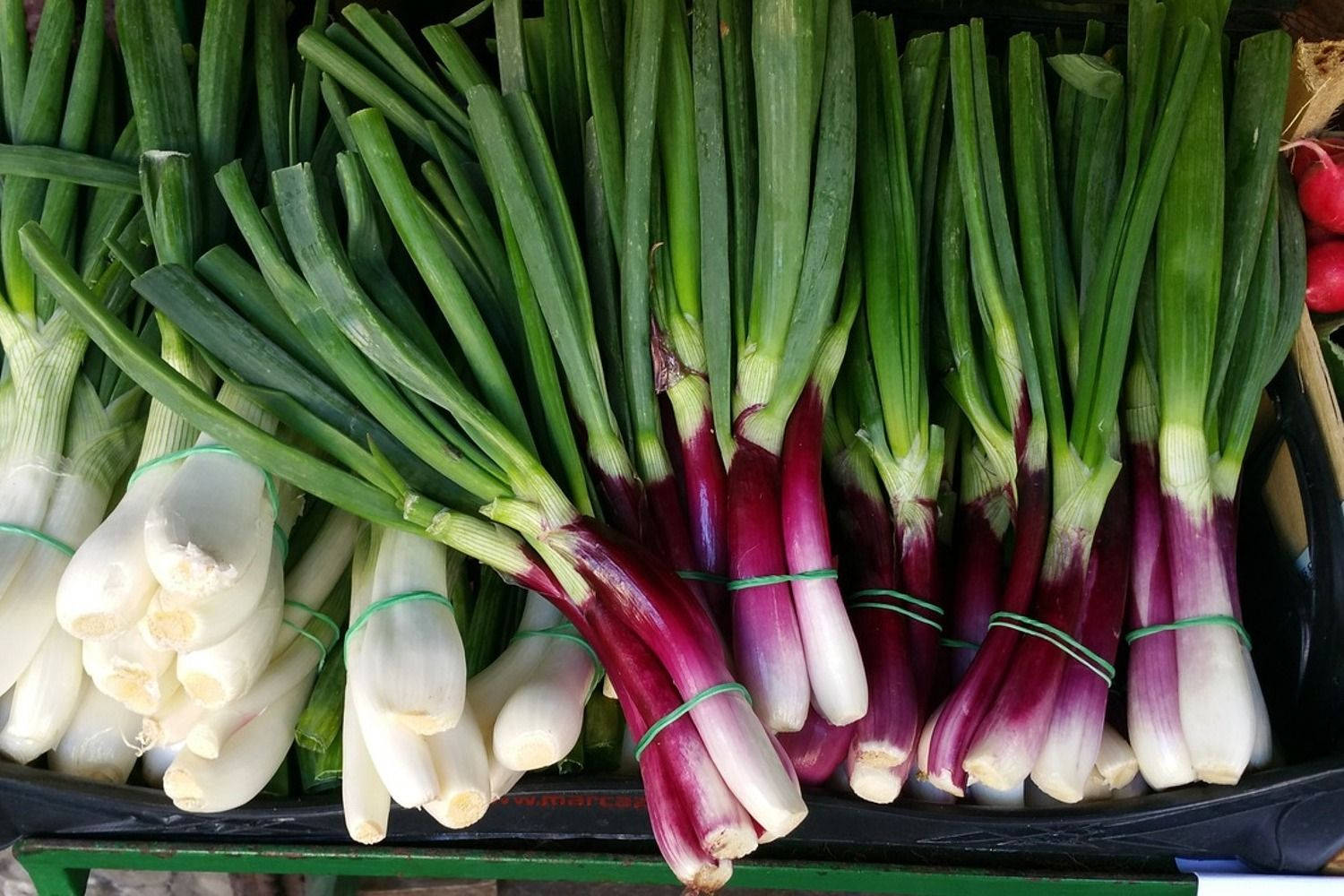 red and white spring onions, green onions, purple stems, HD Desktop Wallpaper