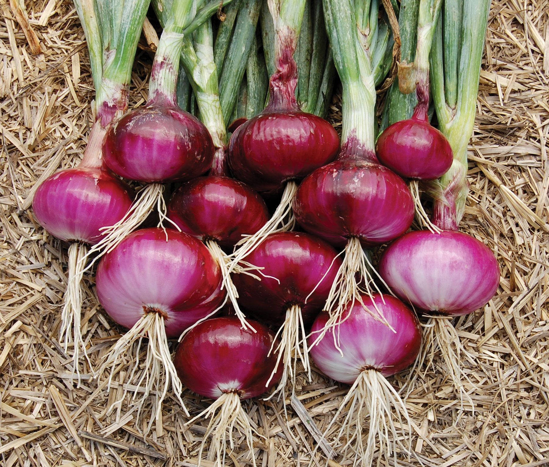 vibrant red onions, green stems, white roots, HD Desktop Wallpaper