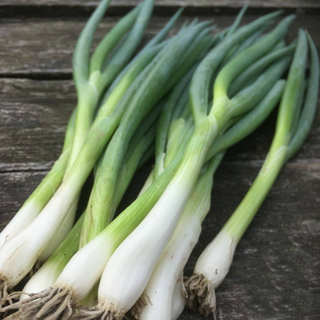 spring onion, scallions, white bulbs, SD Desktop Wallpaper