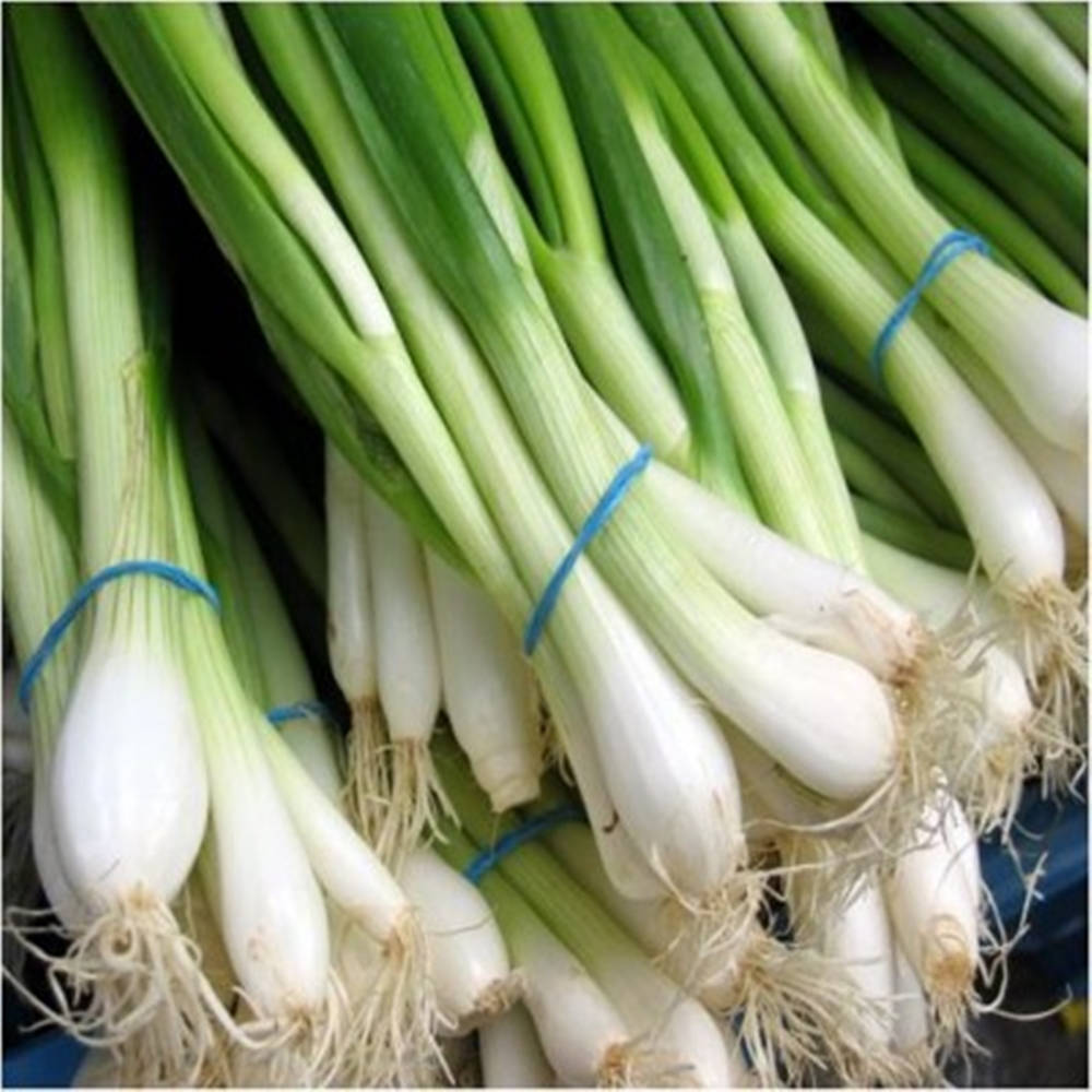 spring onions, blue strings, crisp white bulbs, SD Desktop Wallpaper